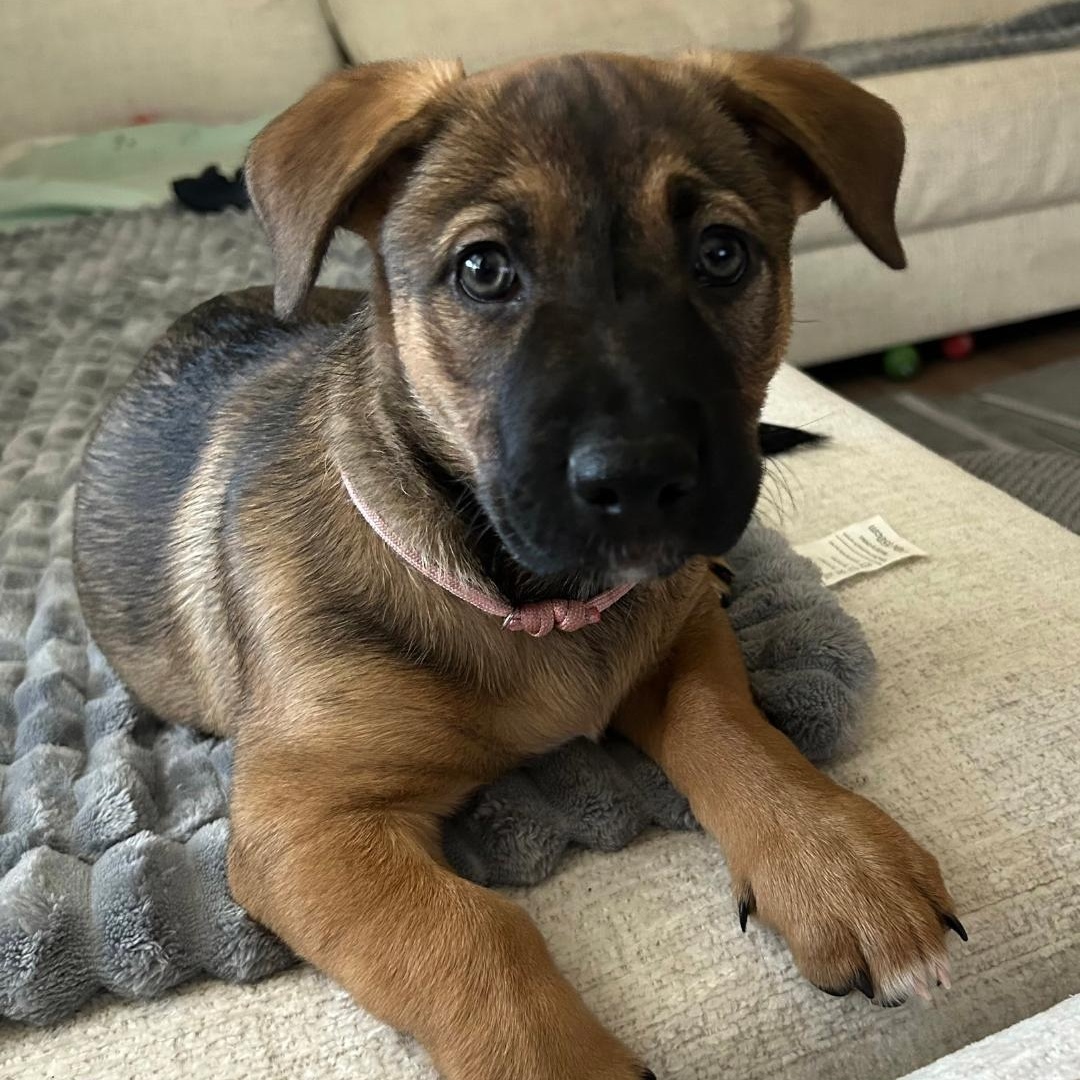 Peaches, an adoptable mixed breed in Carrollton, TX image 3/4