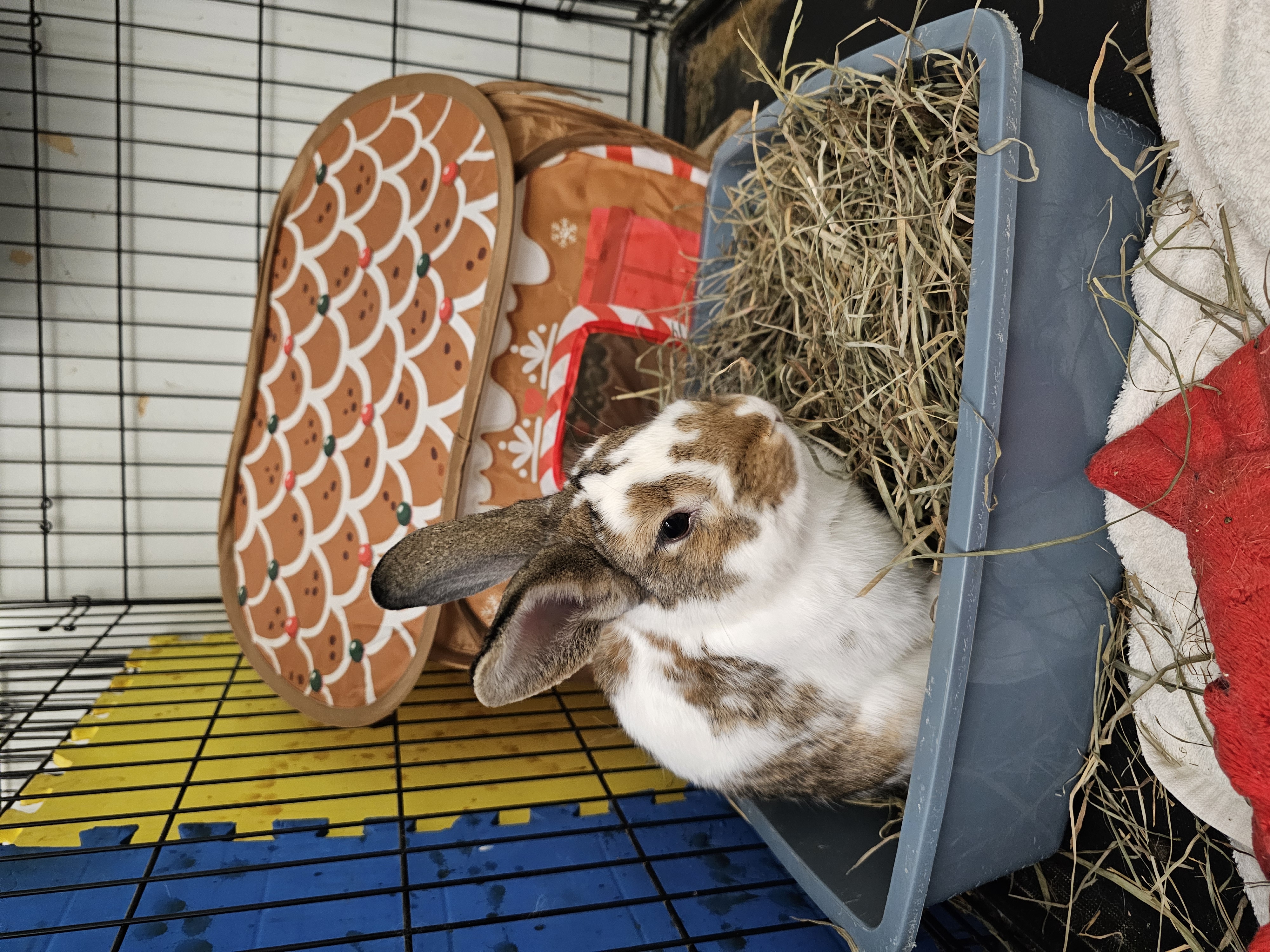 Mopsy, Adopted, Young Male Bunny Rabbit & Dwarf.