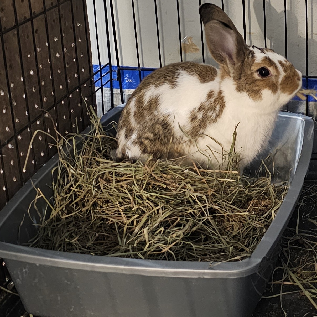 Enlarge Mopsy, a Adopted mixed breed in Kanata, ON image 2/6