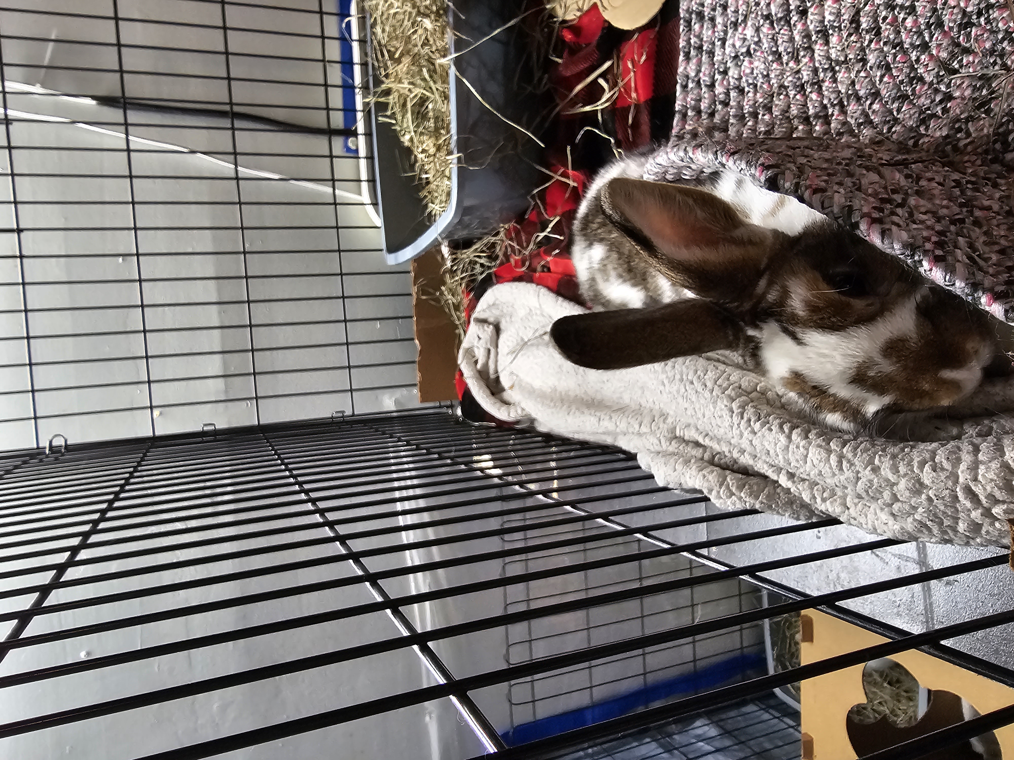 Enlarge Mopsy, a Adopted mixed breed in Kanata, ON image 3/6