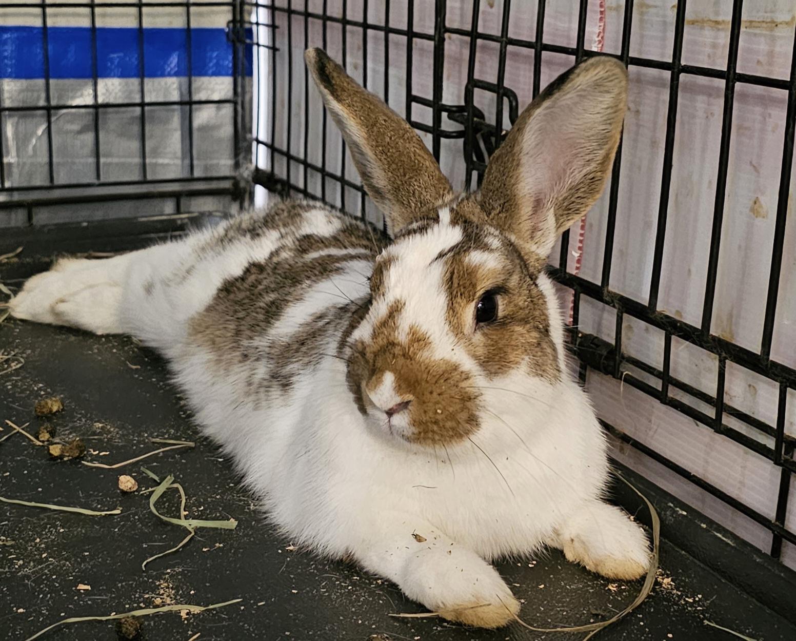 Enlarge Mopsy, a Adopted mixed breed in Kanata, ON image 4/6