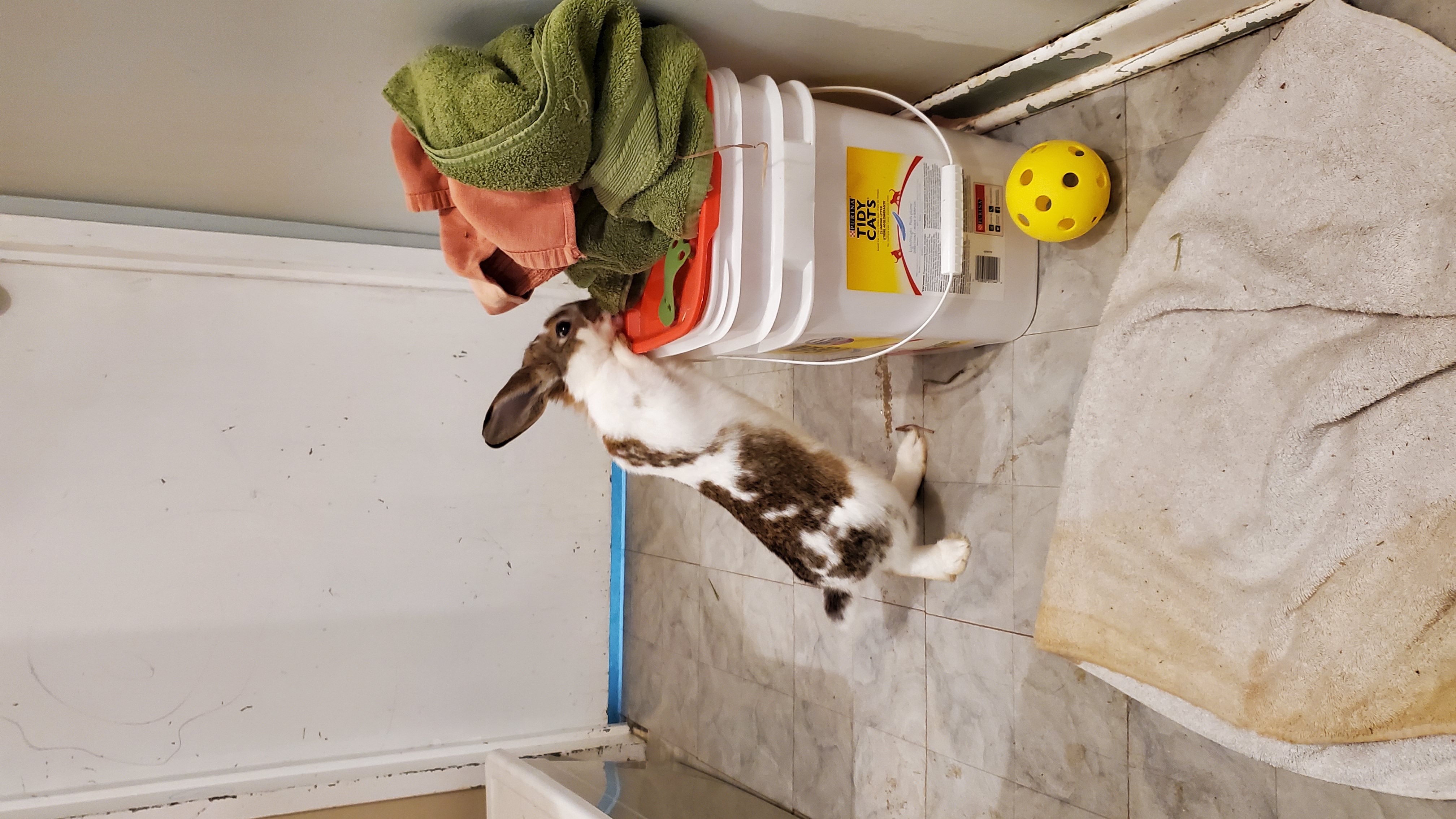 Enlarge Mopsy, a Adopted mixed breed in Kanata, ON image 5/6