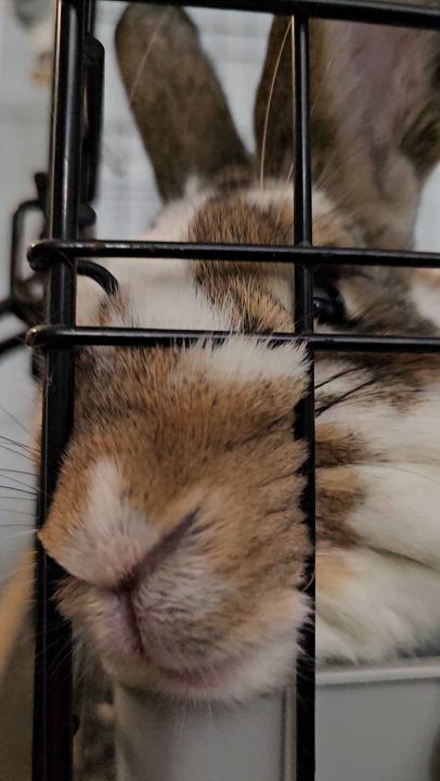 Enlarge Mopsy, a Adopted mixed breed in Kanata, ON video 6/6