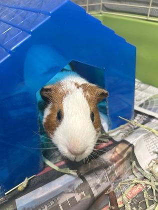 Cinnamon, Adoptable, Adult Male Guinea Pig & Guinea Pig.