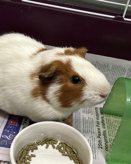Enlarge Cinnamon, a Adoptable mixed breed in New Hope, PA image 2/3