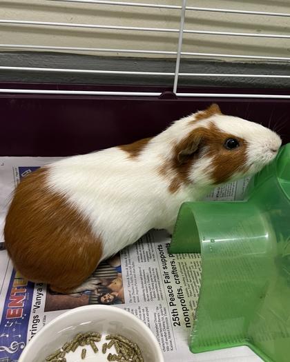 Enlarge Cinnamon, a Adoptable mixed breed in New Hope, PA image 3/3