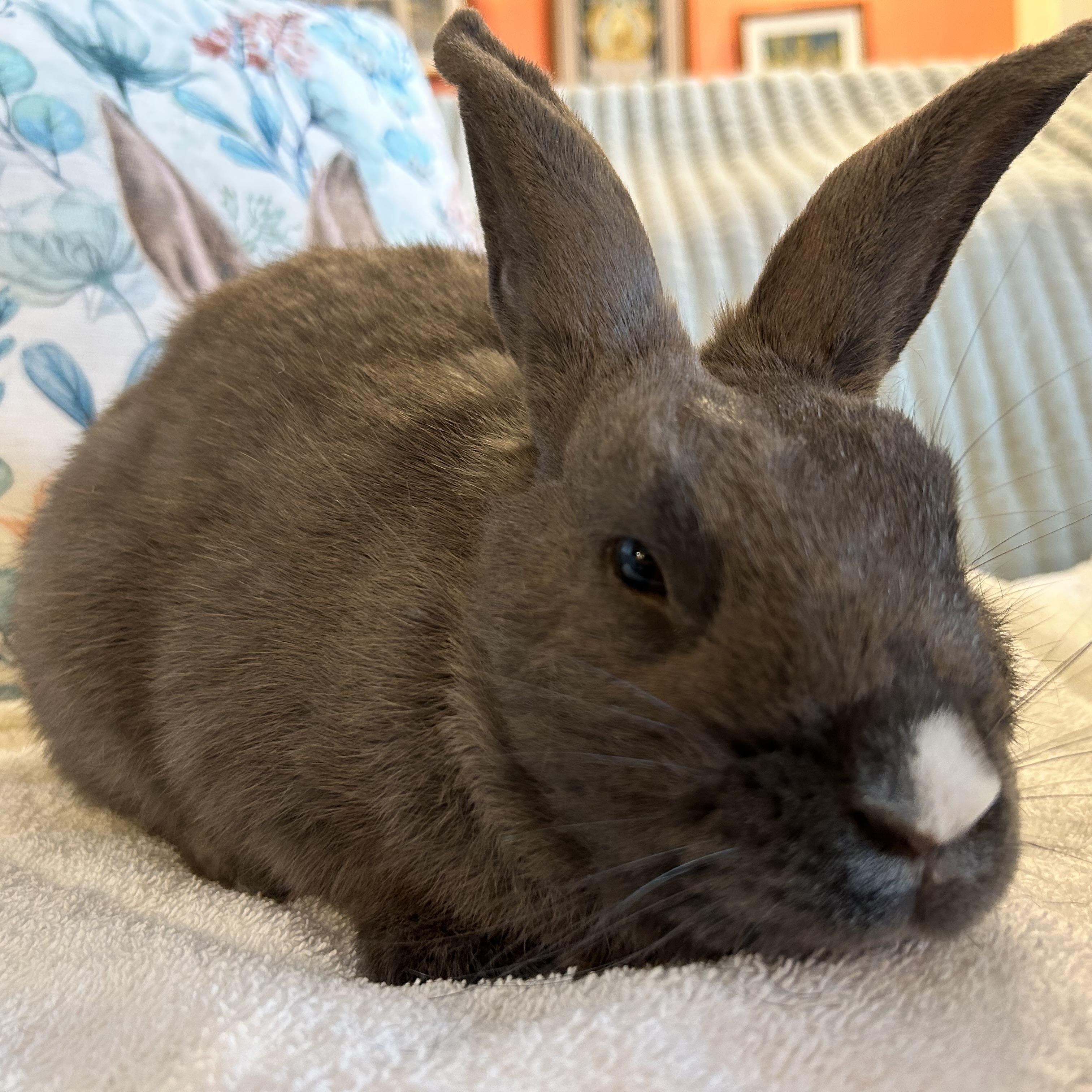 Enlarge HUMPHREY, a Adoptable mixed breed in Forest Hills, NY image 3/5