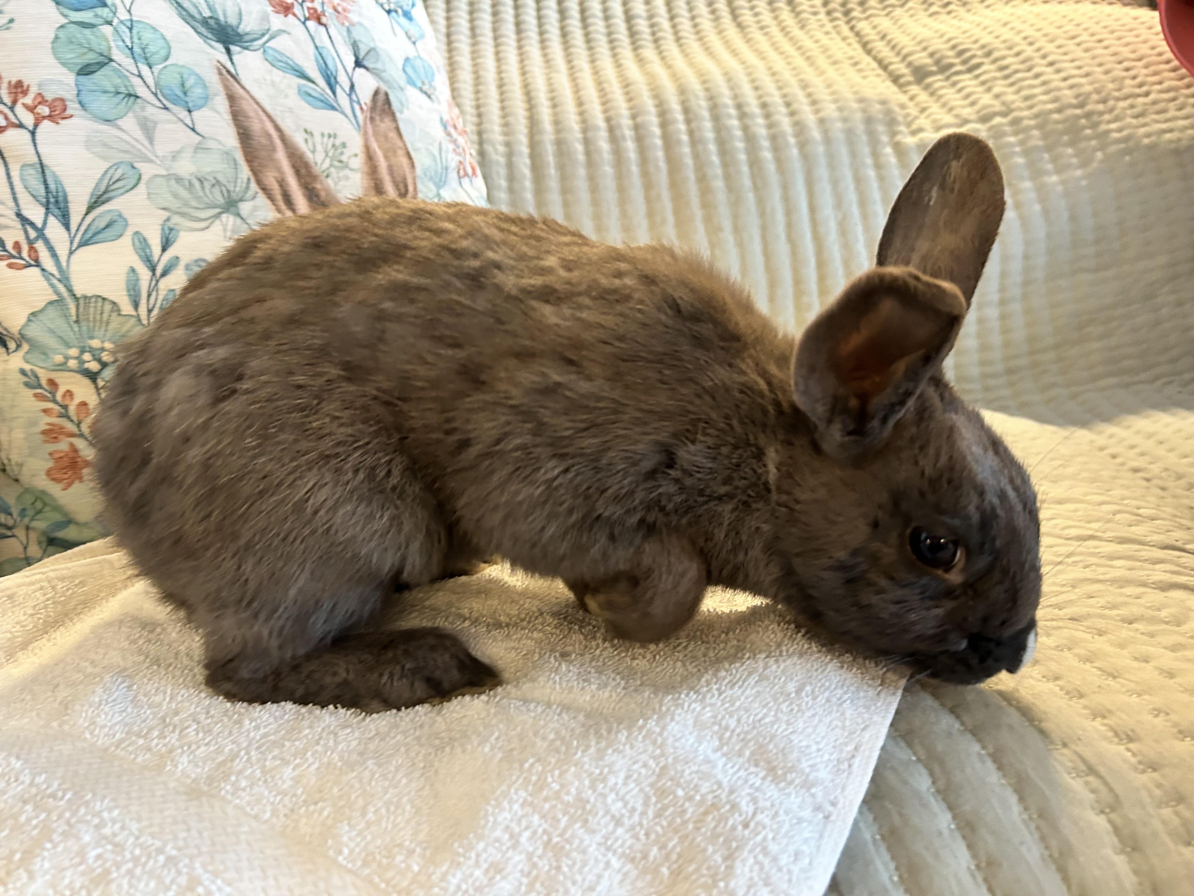 Enlarge HUMPHREY, a Adoptable mixed breed in Forest Hills, NY image 4/5