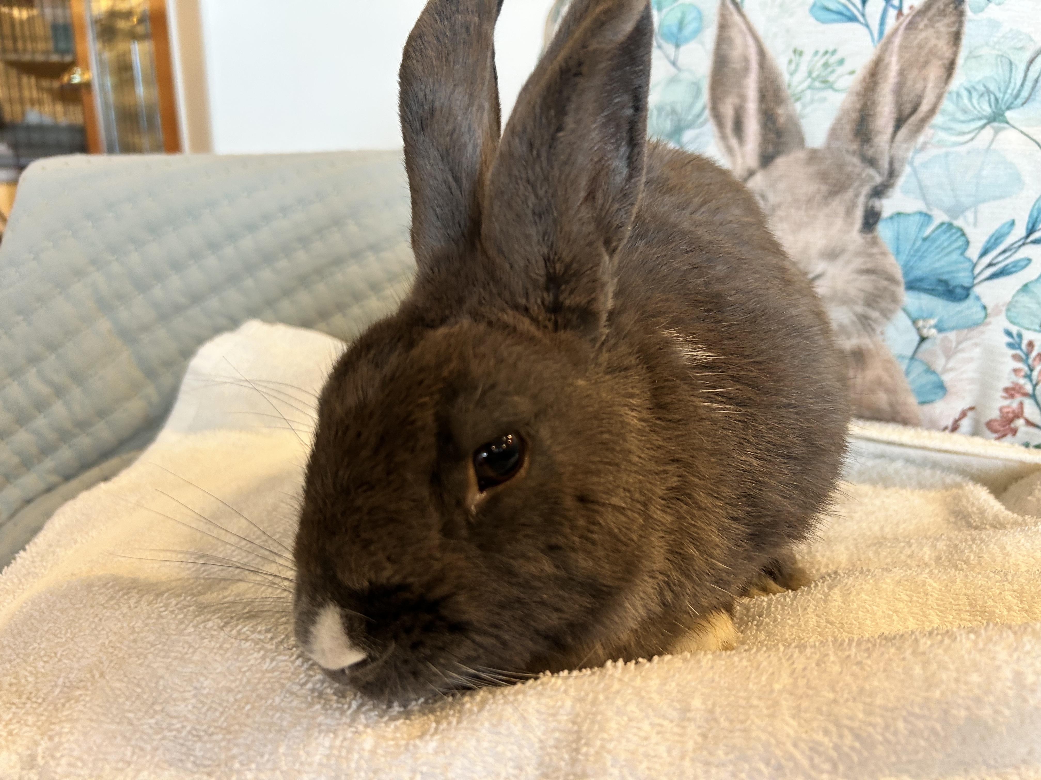 Enlarge HUMPHREY, a Adoptable mixed breed in Forest Hills, NY image 2/5