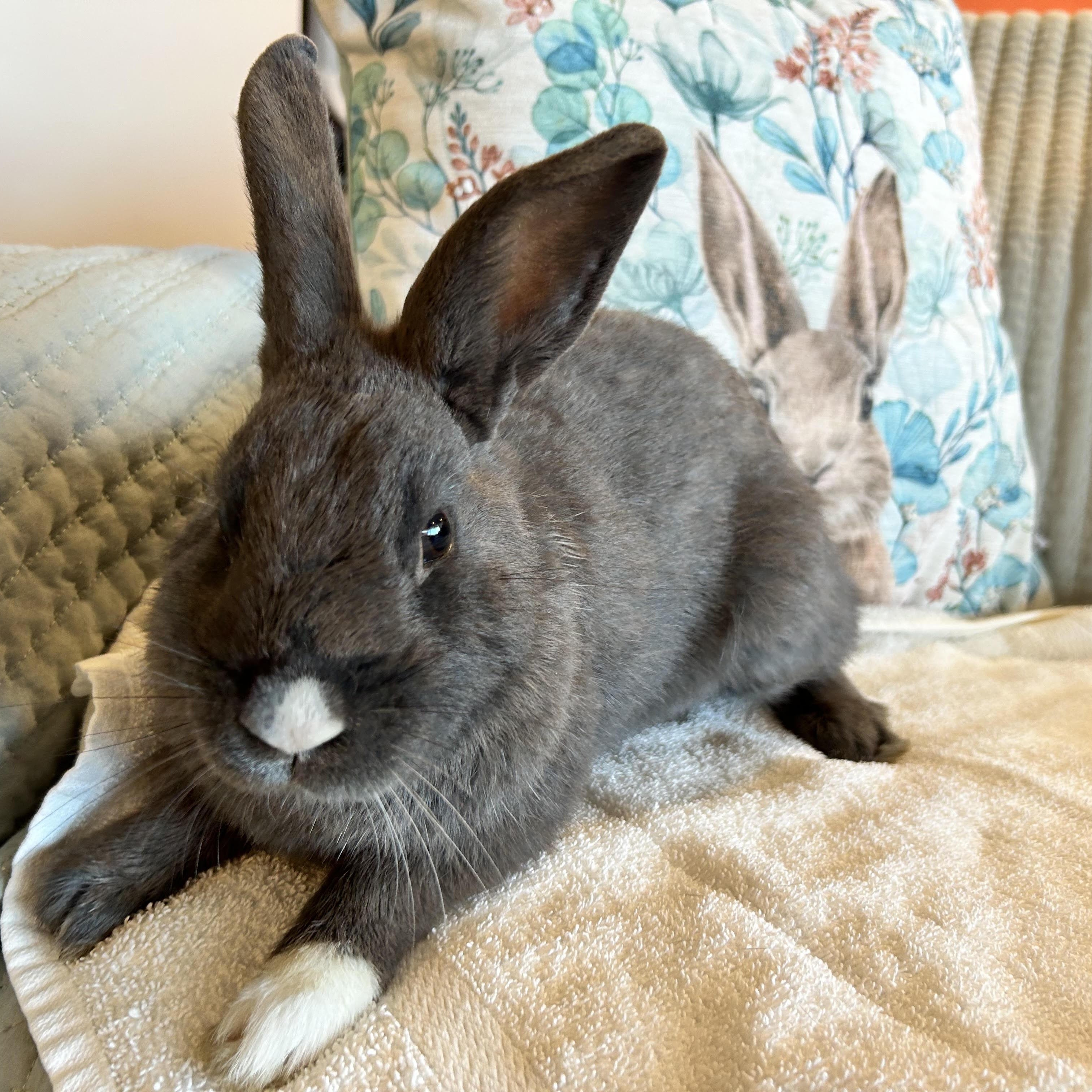 HUMPHREY, Adoptable, Adult Male Bunny Rabbit.