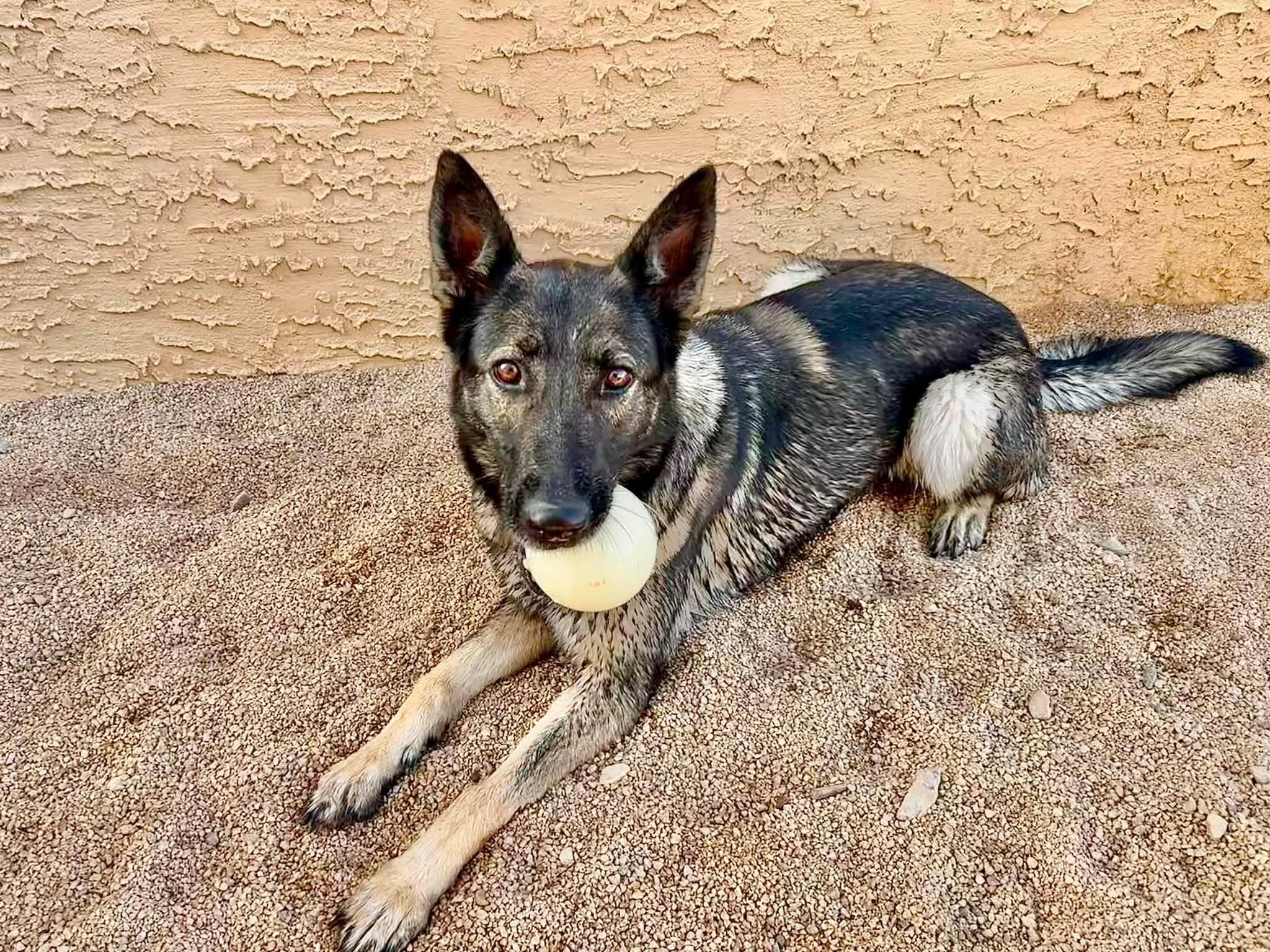 Enlarge Sue, an adopted German Shepherd Dog in Glendale, AZ image 2/5