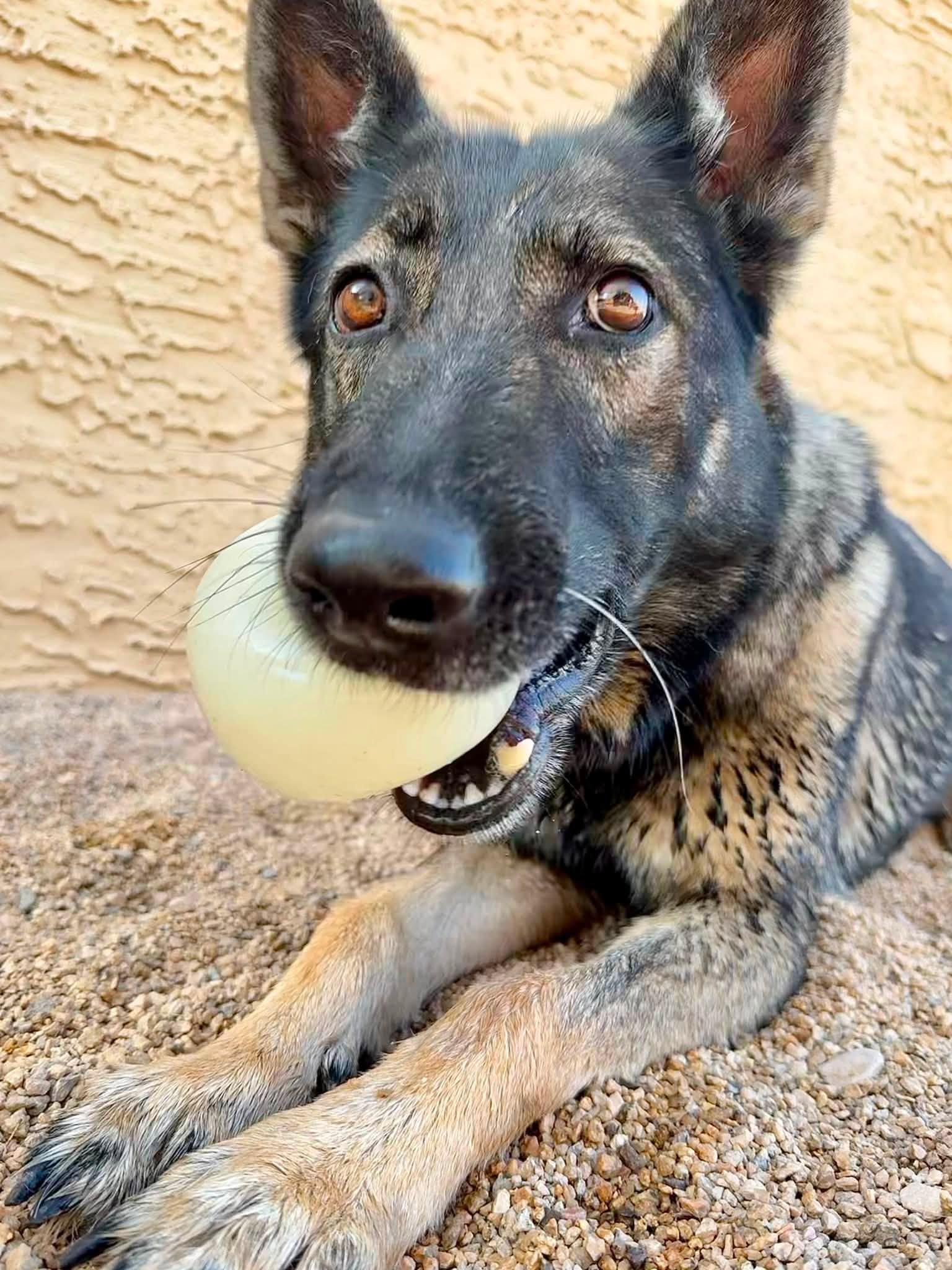 Sue, adopted, Adult Female German Shepherd Dog.