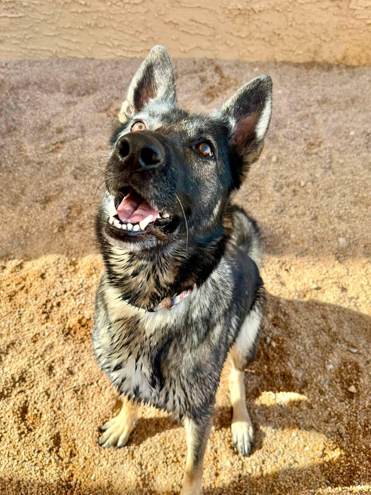 Enlarge Sue, an adopted German Shepherd Dog in Glendale, AZ image 5/5