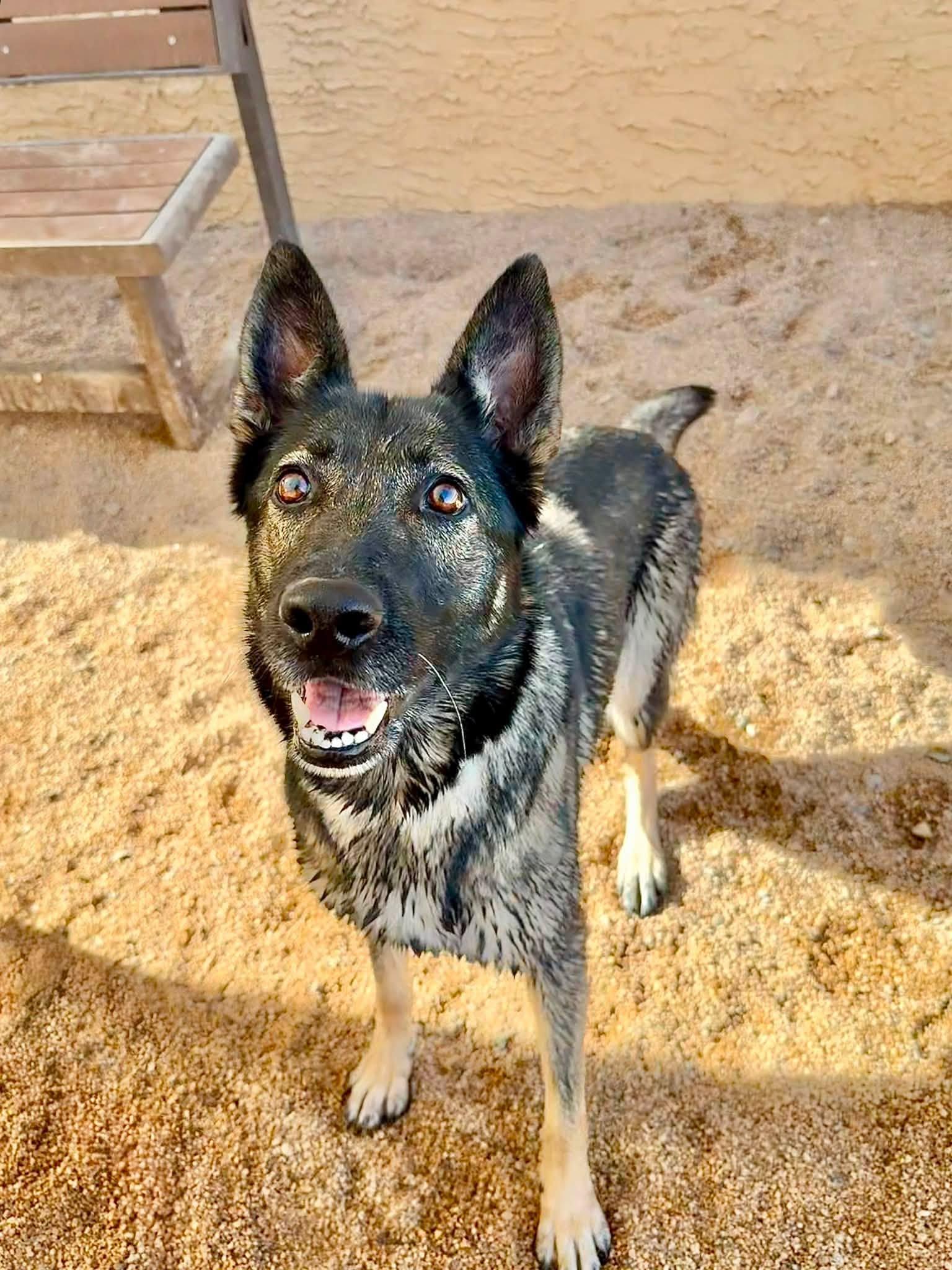 Enlarge Sue, an adopted German Shepherd Dog in Glendale, AZ image 3/5