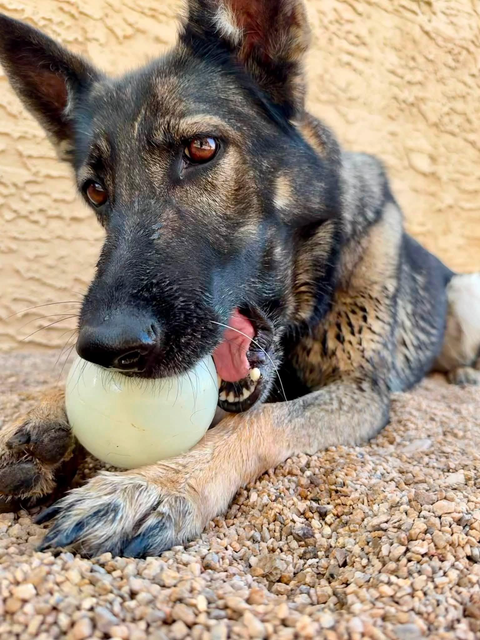 Enlarge Sue, an adopted German Shepherd Dog in Glendale, AZ image 4/5