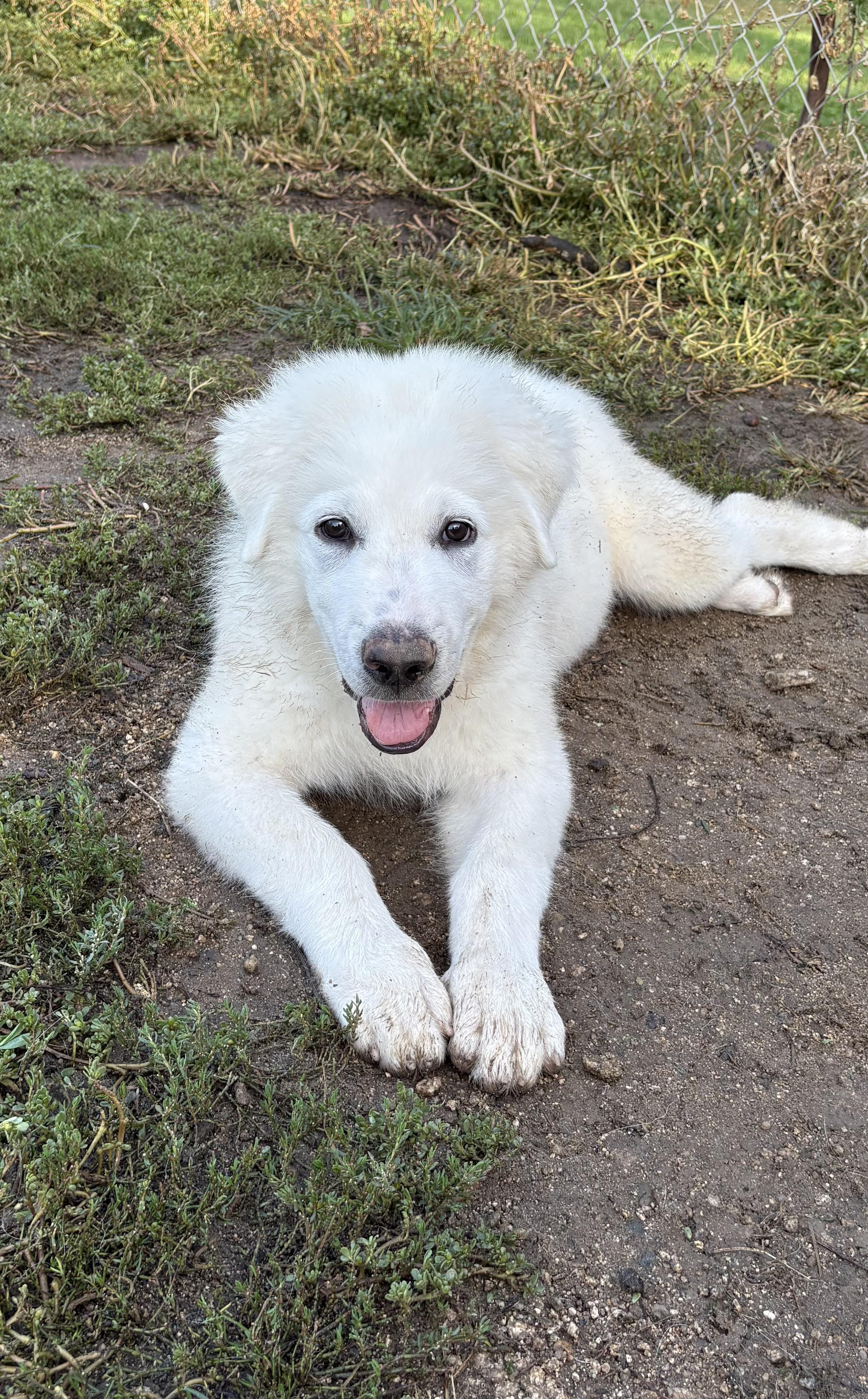 Enlarge MOLLY, a Adoptable Great Pyrenees in Granite Bay, CA image 1/3