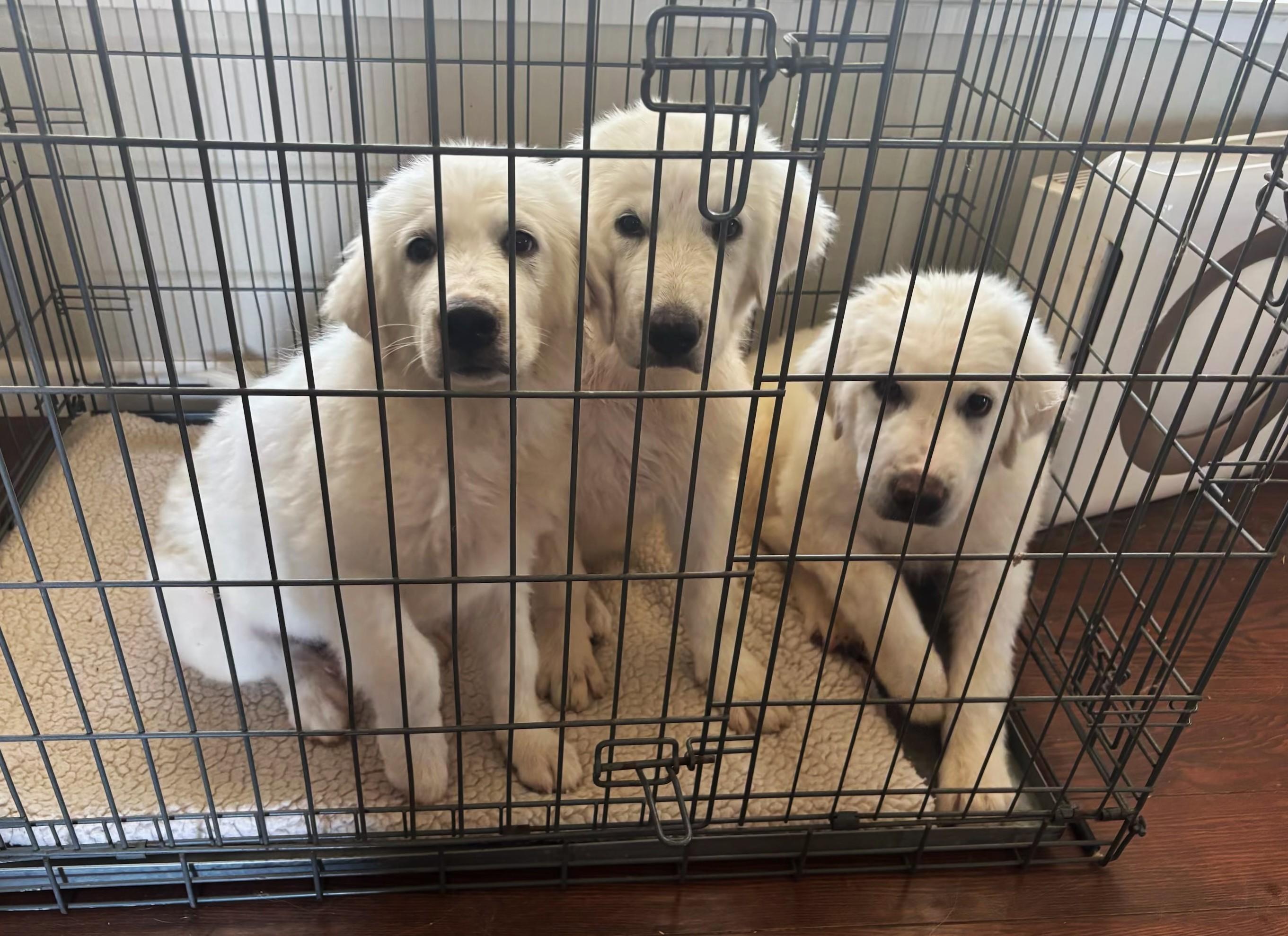 Enlarge MOLLY, a Adoptable Great Pyrenees in Granite Bay, CA image 2/3