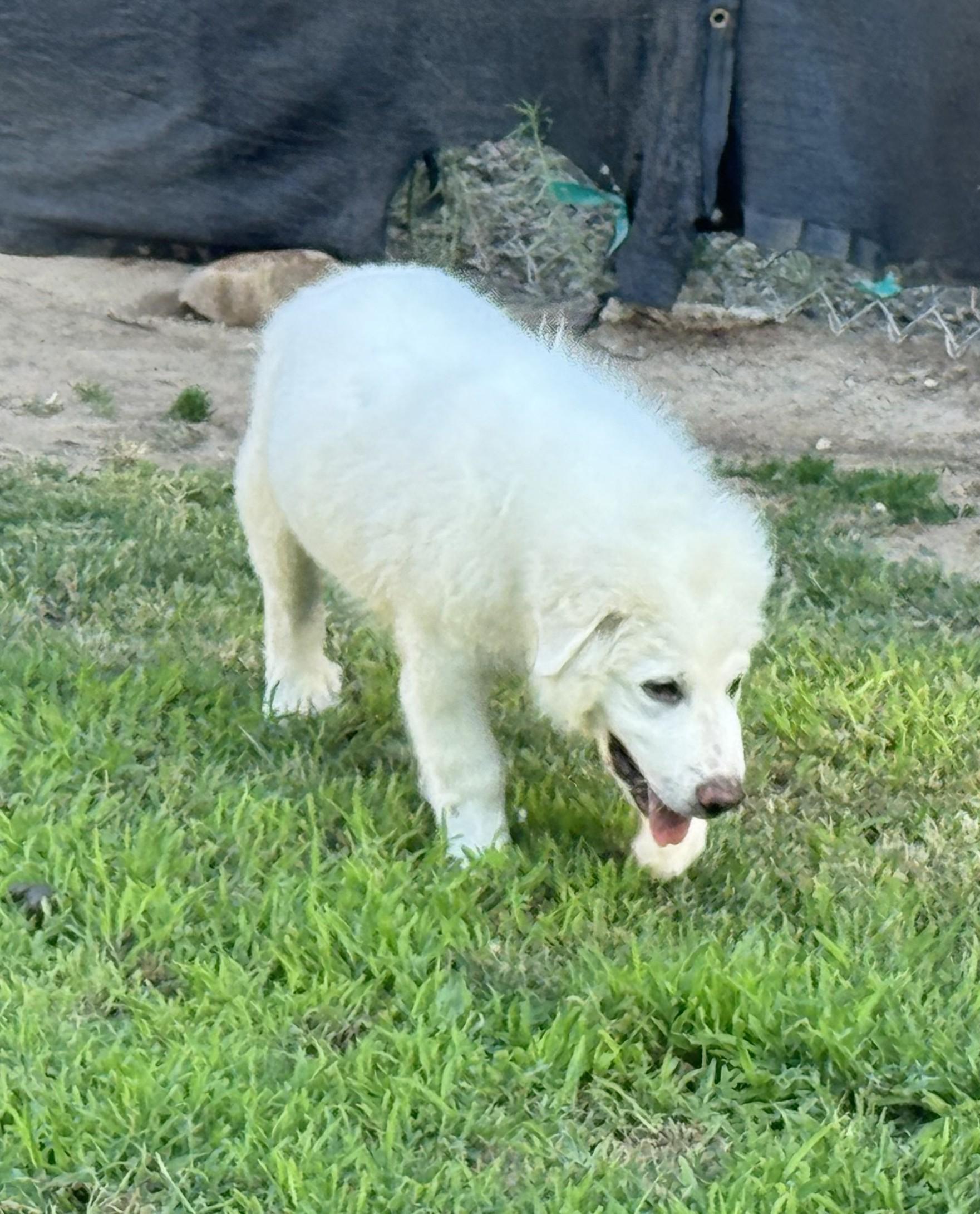 Enlarge MOLLY, a Adoptable Great Pyrenees in Granite Bay, CA image 3/3