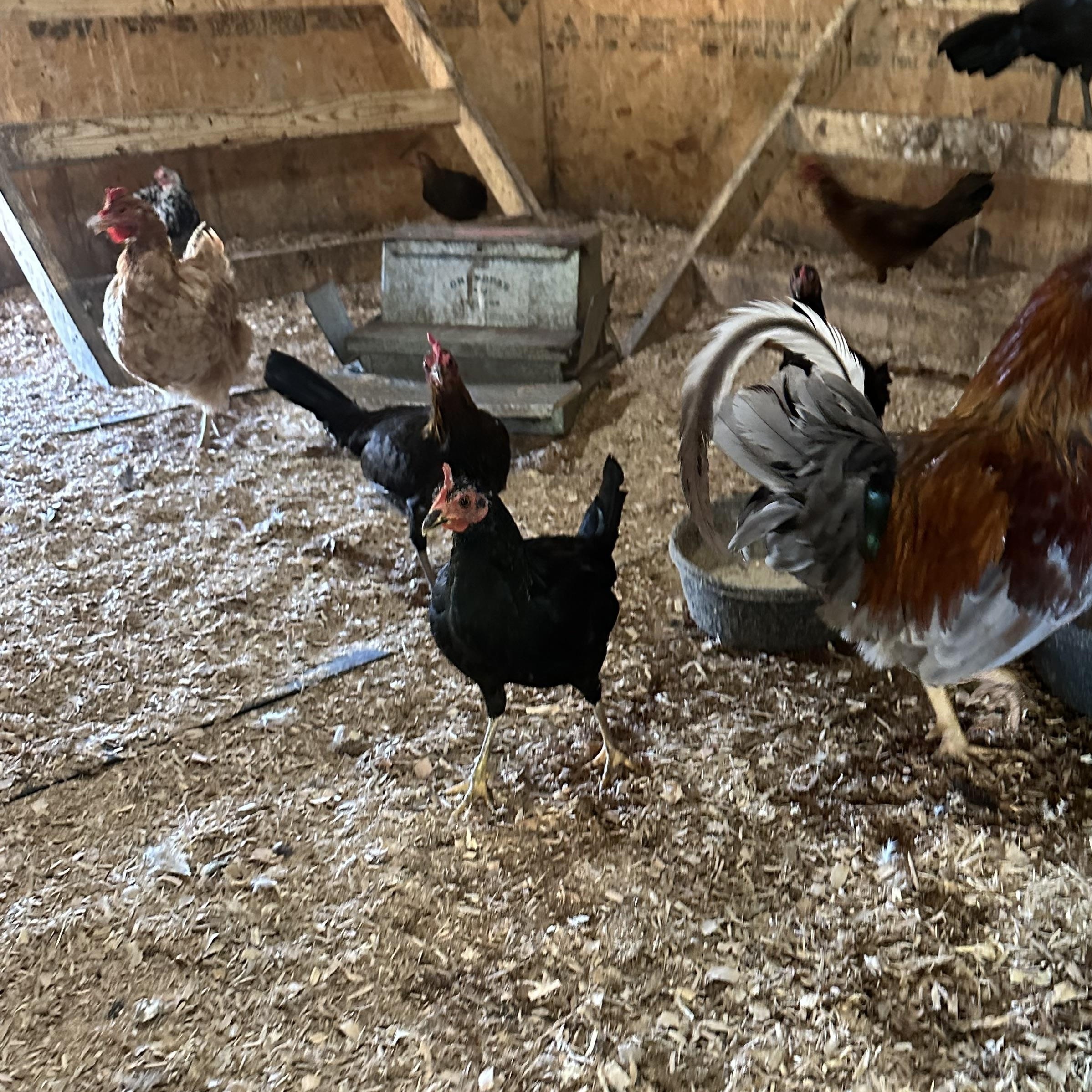 Hens (Game hens, Rhode Island Reds, Barred Rocks, & Leghorns), ADOPTABLE, Adult Female Chicken.