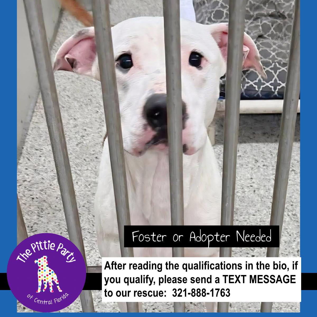 Enlarge No Name , a ADOPTABLE Pit Bull Terrier in Kissimmee, FL image 1/4