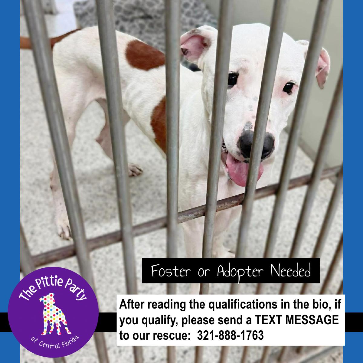 Enlarge No Name , a ADOPTABLE Pit Bull Terrier in Kissimmee, FL image 4/4
