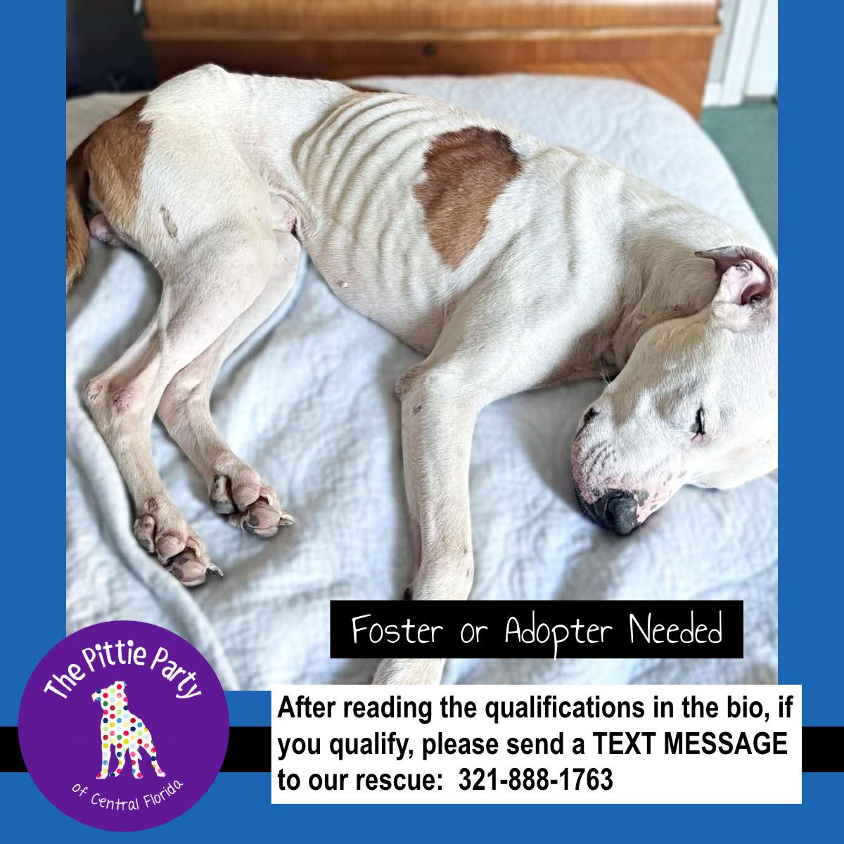 Enlarge No Name , a ADOPTABLE Pit Bull Terrier in Kissimmee, FL image 3/4