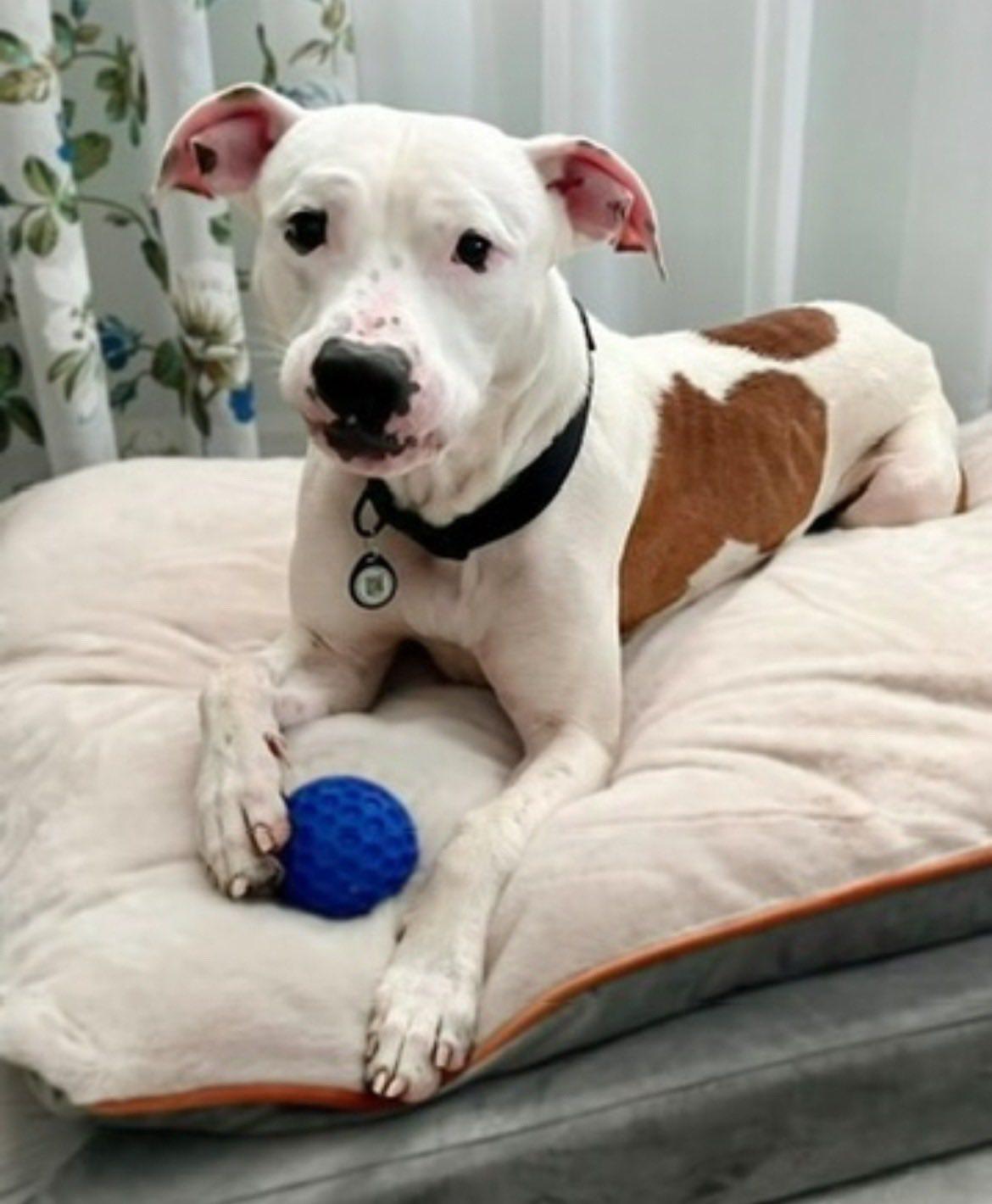Enlarge Bruno, a ADOPTABLE Pit Bull Terrier in Kissimmee, FL image 2/4