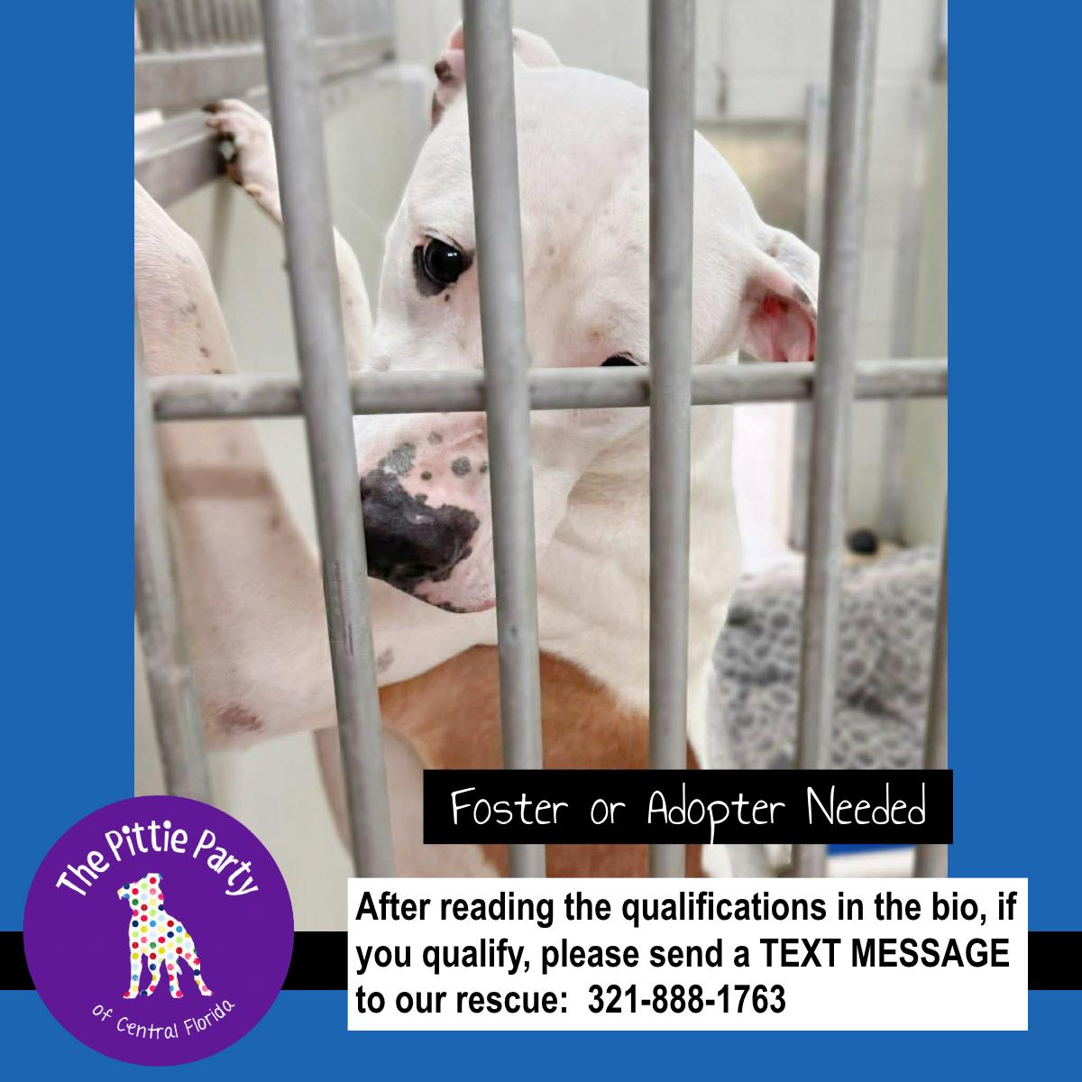 Enlarge No Name , a ADOPTABLE Pit Bull Terrier in Kissimmee, FL image 2/4