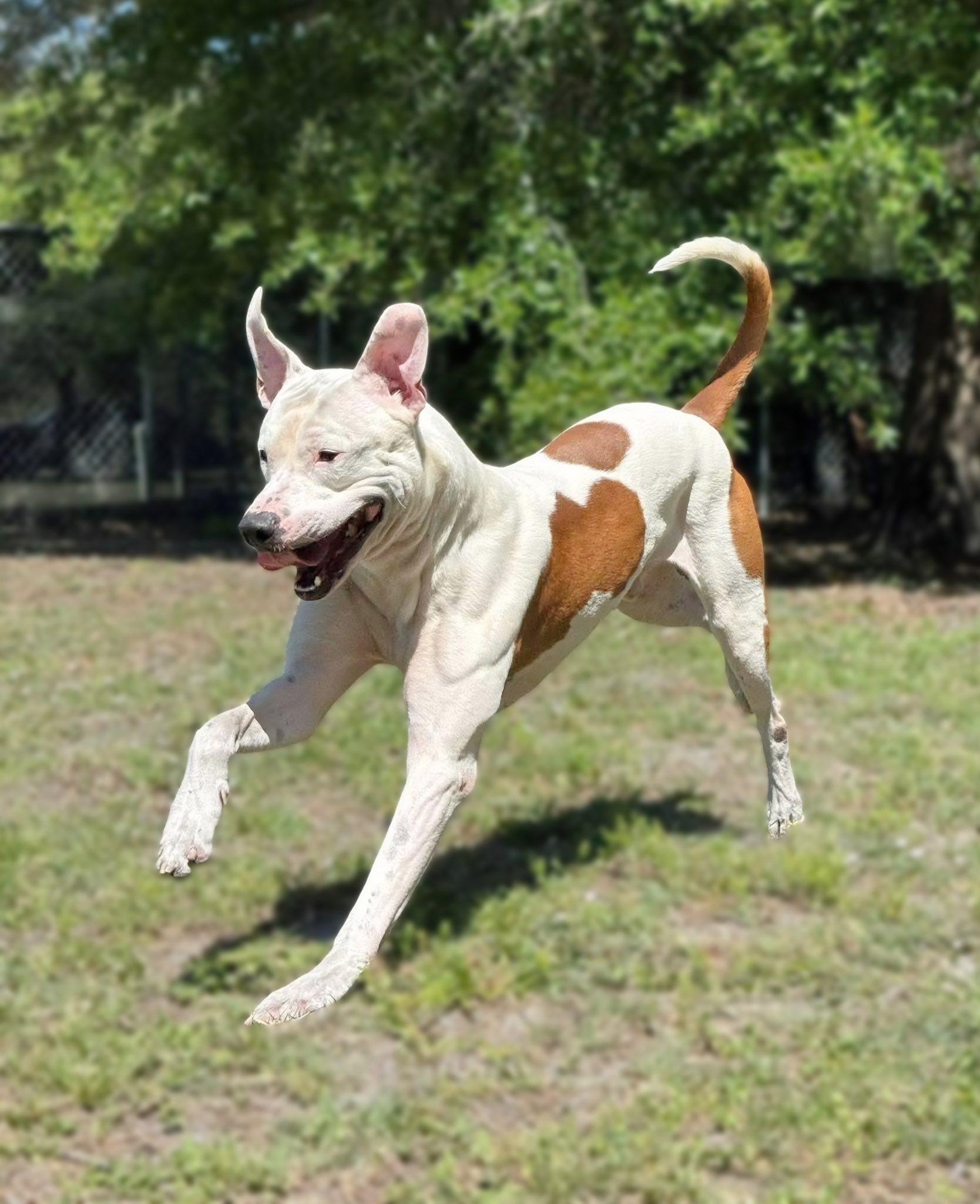 Enlarge Bruno, a ADOPTABLE Pit Bull Terrier in Kissimmee, FL image 3/4
