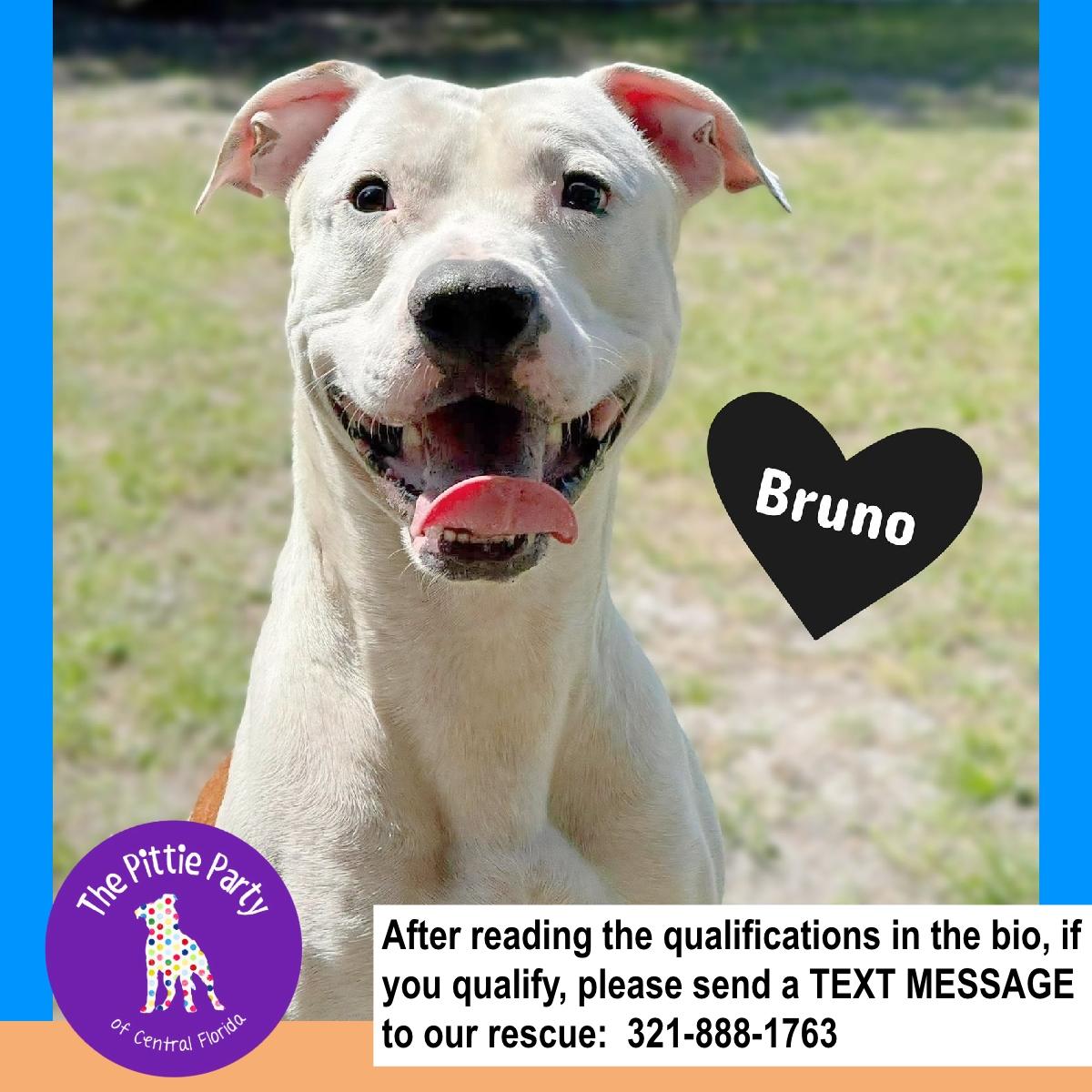 Enlarge Bruno, a ADOPTABLE Pit Bull Terrier in Kissimmee, FL image 1/4