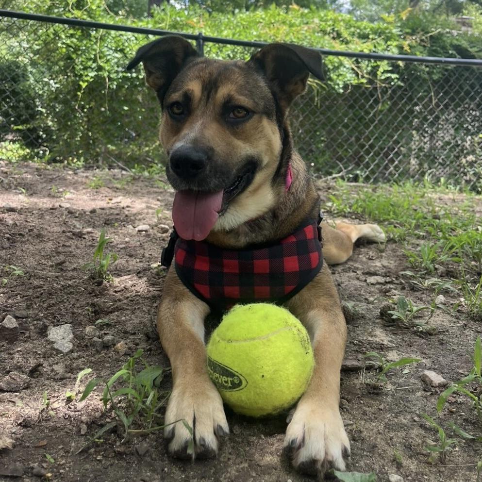 Enlarge Mona, a Adoptable mixed breed in Northwood, NH image 6/6