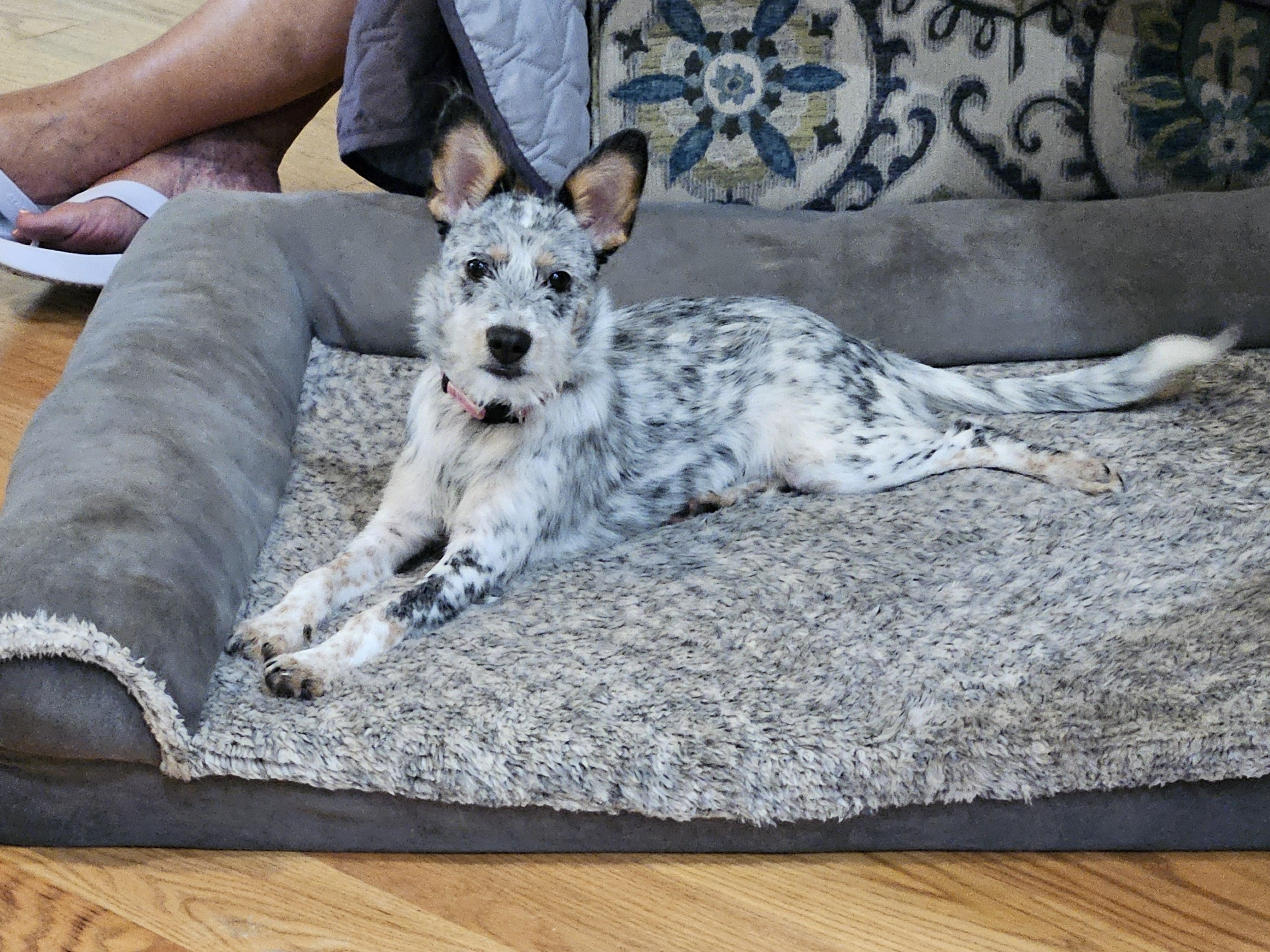 Enlarge willa, a Adopted mixed breed in phenix city, AL image 1/1