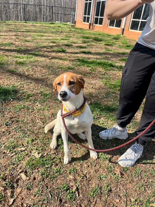 Enlarge Lilly, a ADOPTABLE mixed breed in Maidens, VA image 5/5