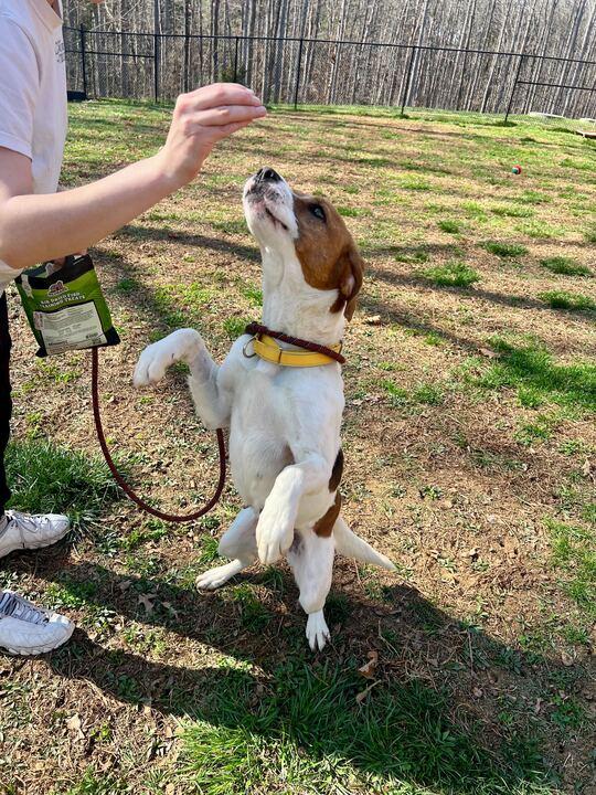 Lilly, ADOPTABLE, Adult Female Hound.