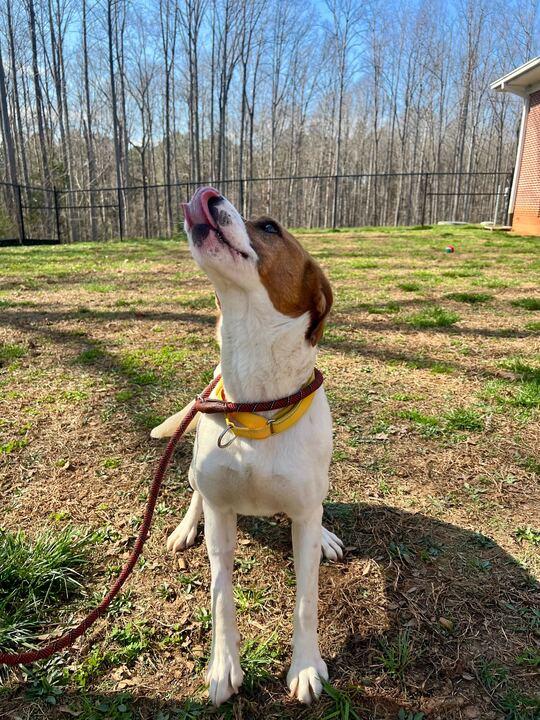 Enlarge Lilly, a ADOPTABLE mixed breed in Maidens, VA image 3/5