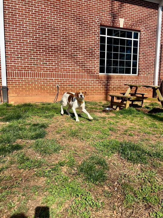 Enlarge Lilly, a ADOPTABLE mixed breed in Maidens, VA image 4/5