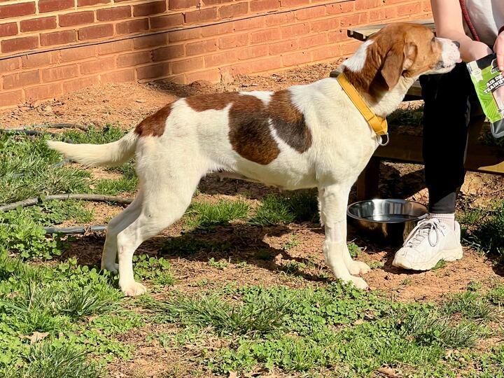 Enlarge Lilly, a ADOPTABLE mixed breed in Maidens, VA image 2/5