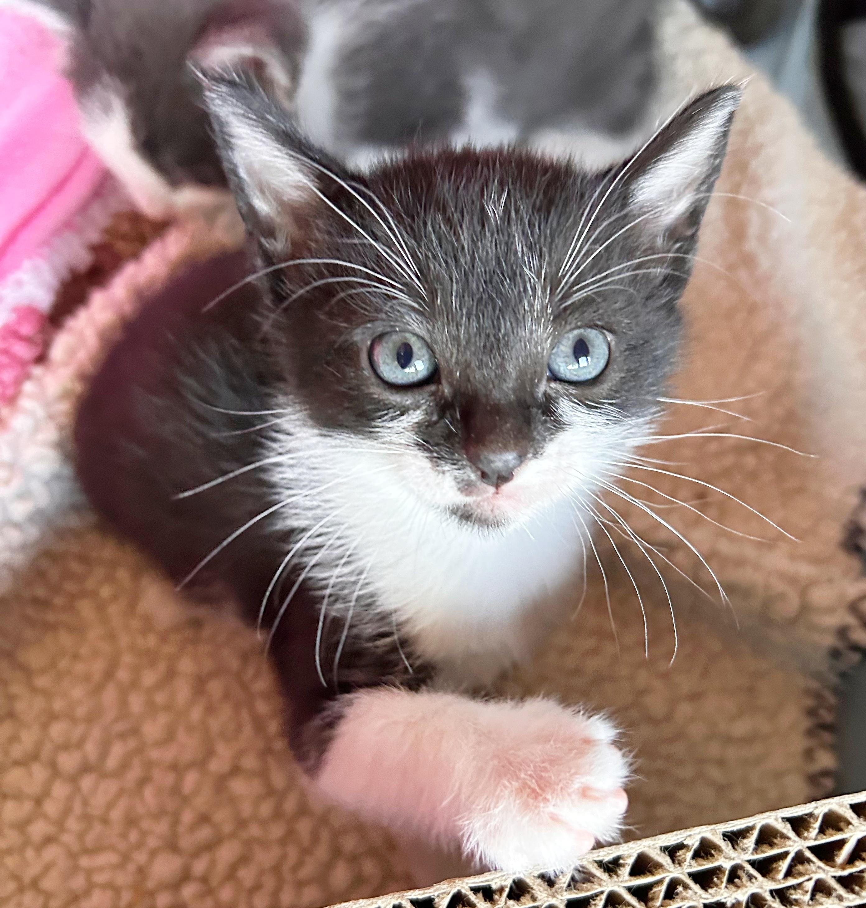 Banjo, an adoptable Domestic Short Hair in Durango, CO, 81302 | Photo Image 1