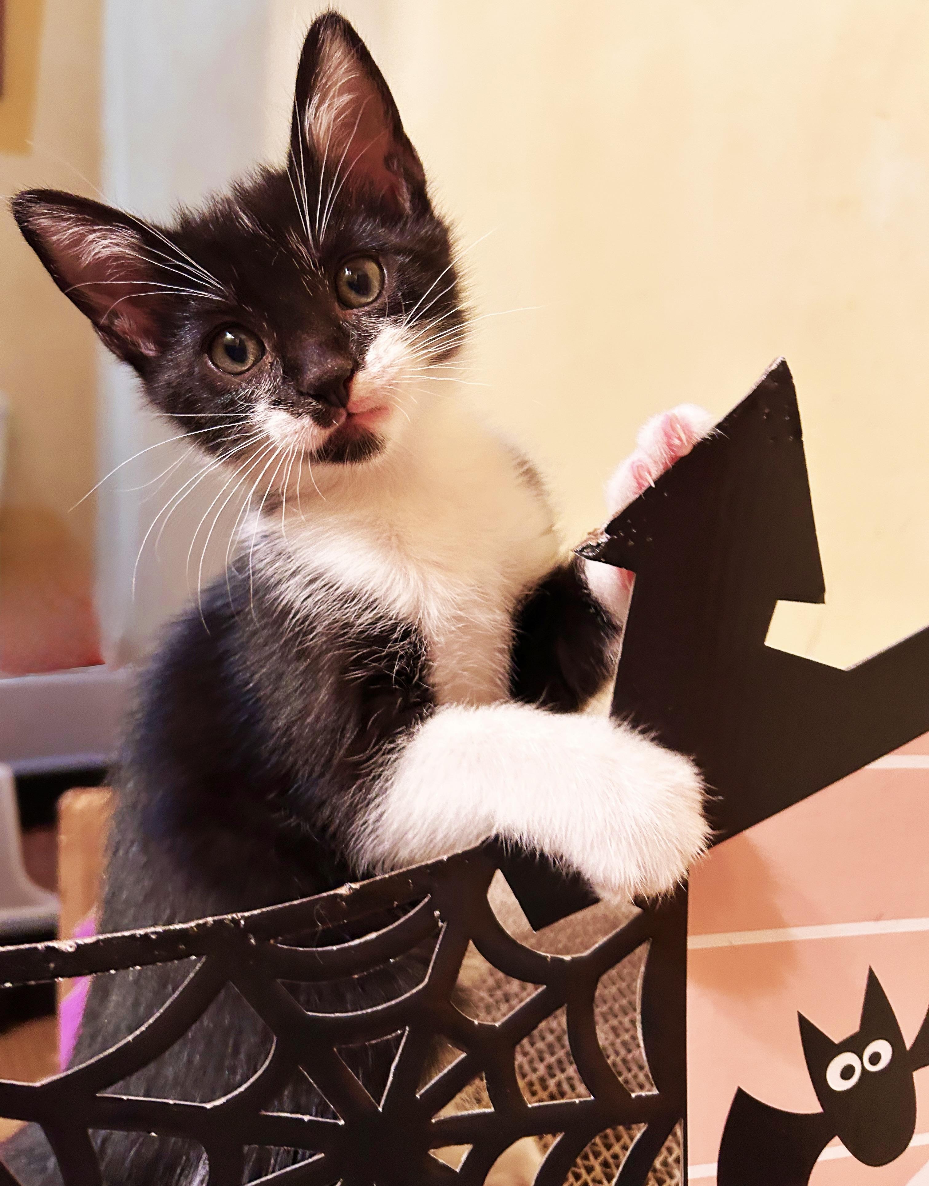 Banjo, an adoptable Domestic Short Hair in Durango, CO, 81302 | Photo Image 2