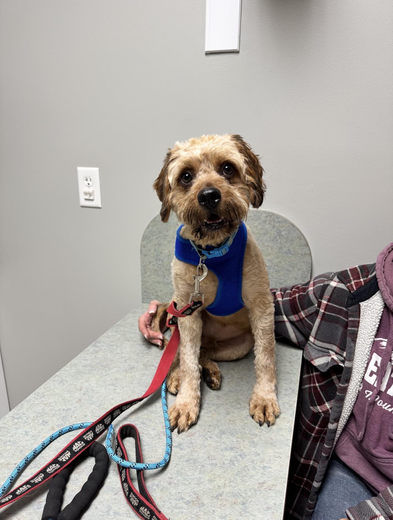 Chance, a Adoptable mixed breed in Grand Haven, MI image 2/5