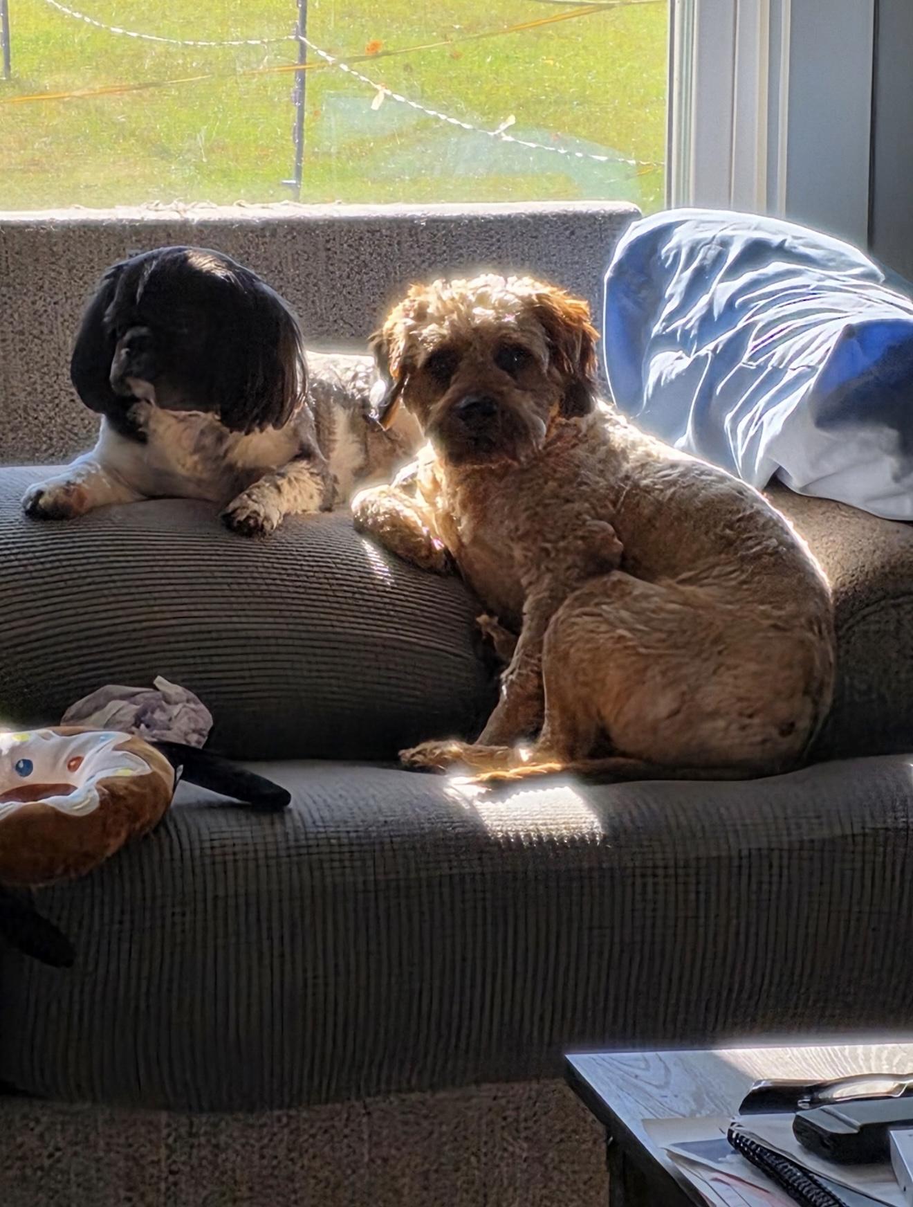 Chance, a Adoptable mixed breed in Grand Haven, MI image 3/5