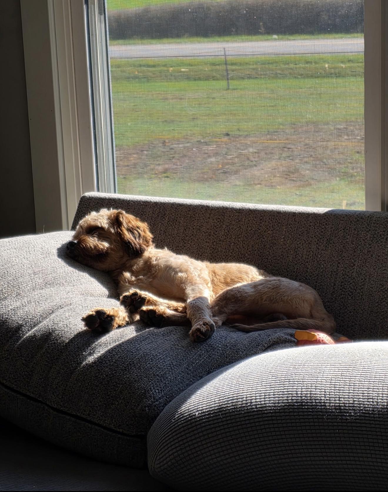 Chance, a Adoptable mixed breed in Grand Haven, MI image 4/5