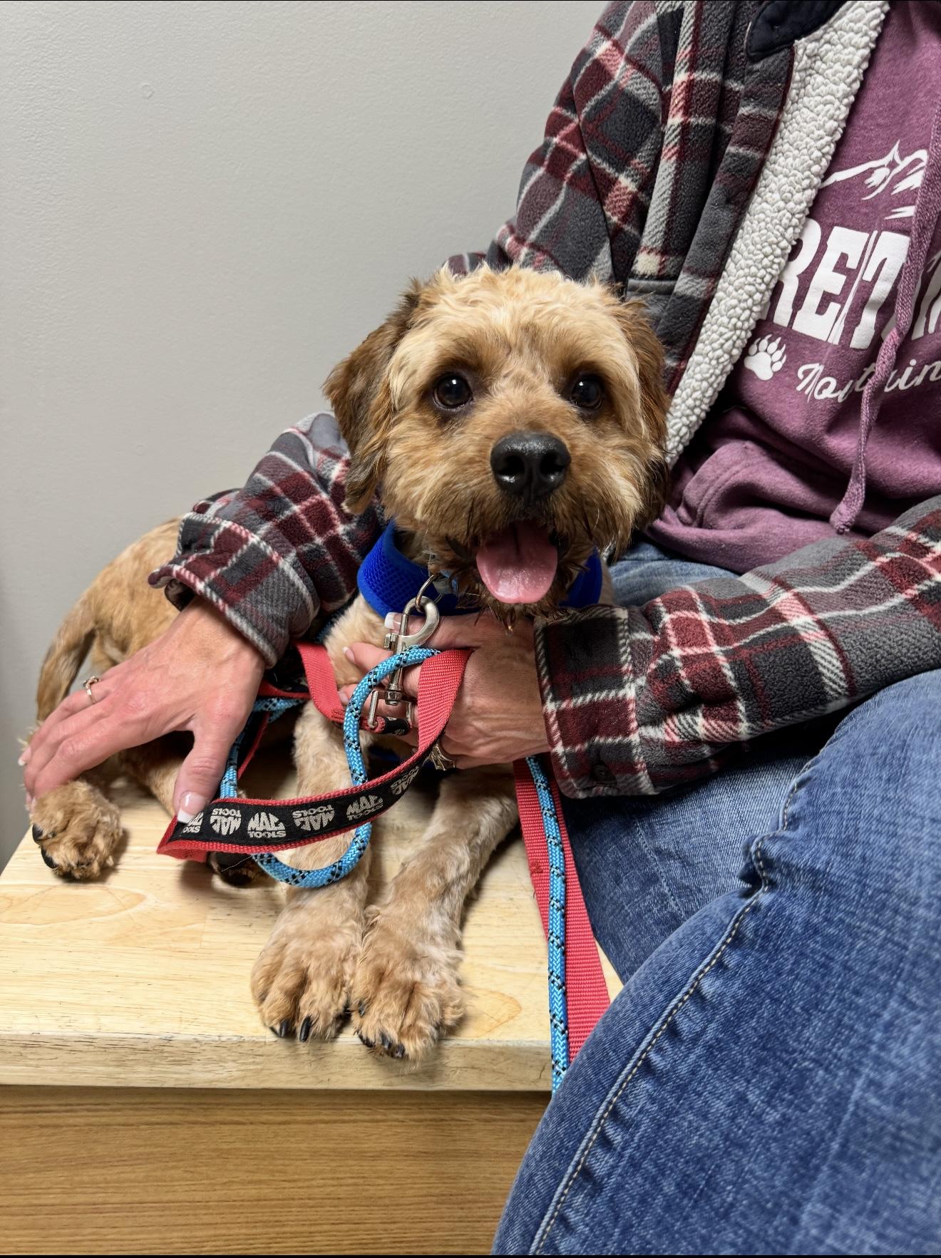 Chance, Adoptable, Young Male Poodle.