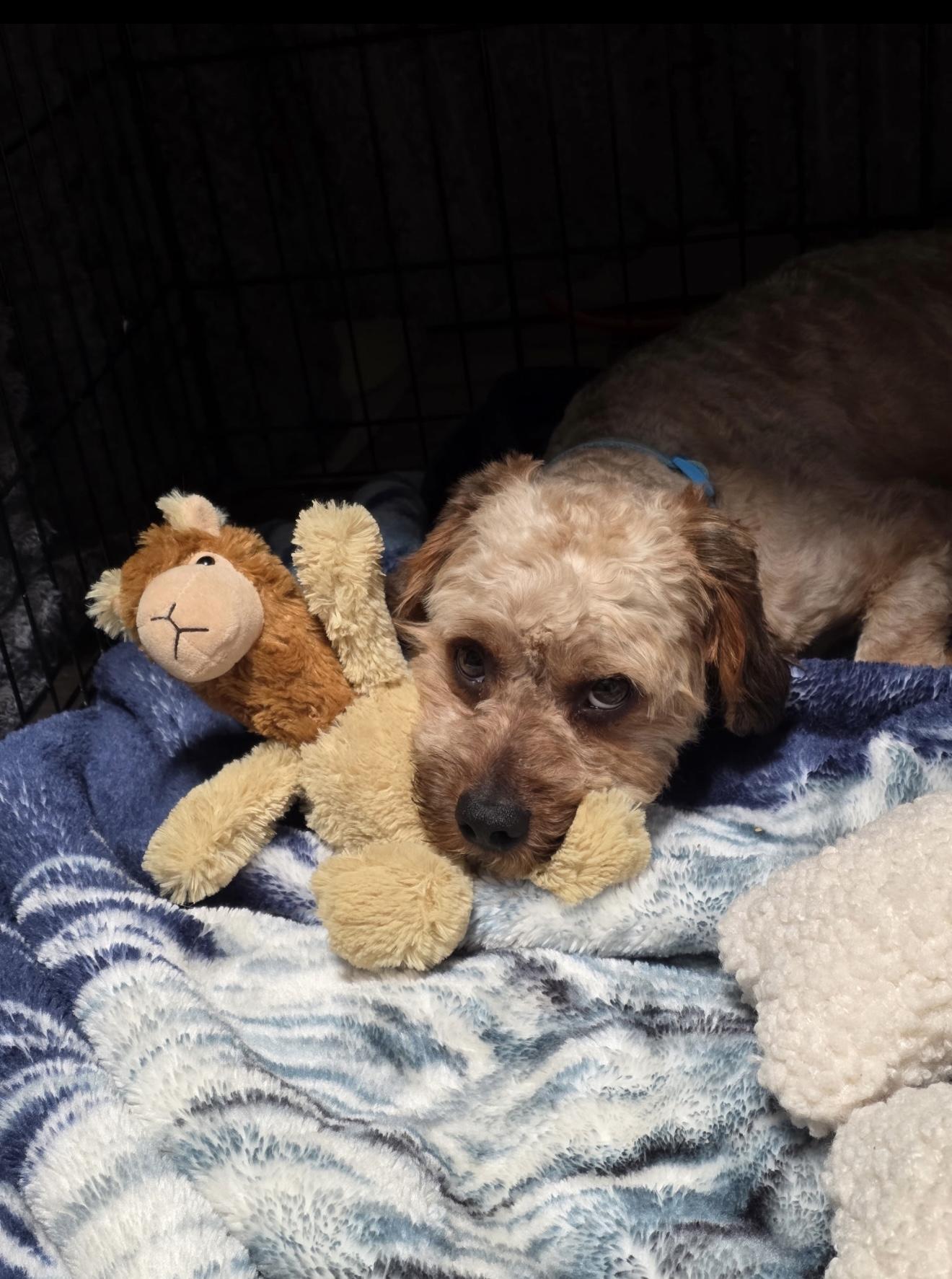 Chance, a Adoptable mixed breed in Grand Haven, MI image 5/5