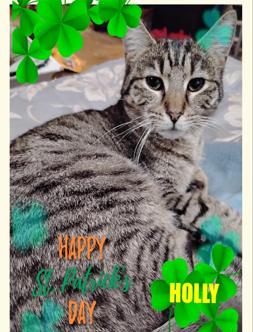 Holly, ADOPTABLE, Young Female Tabby.