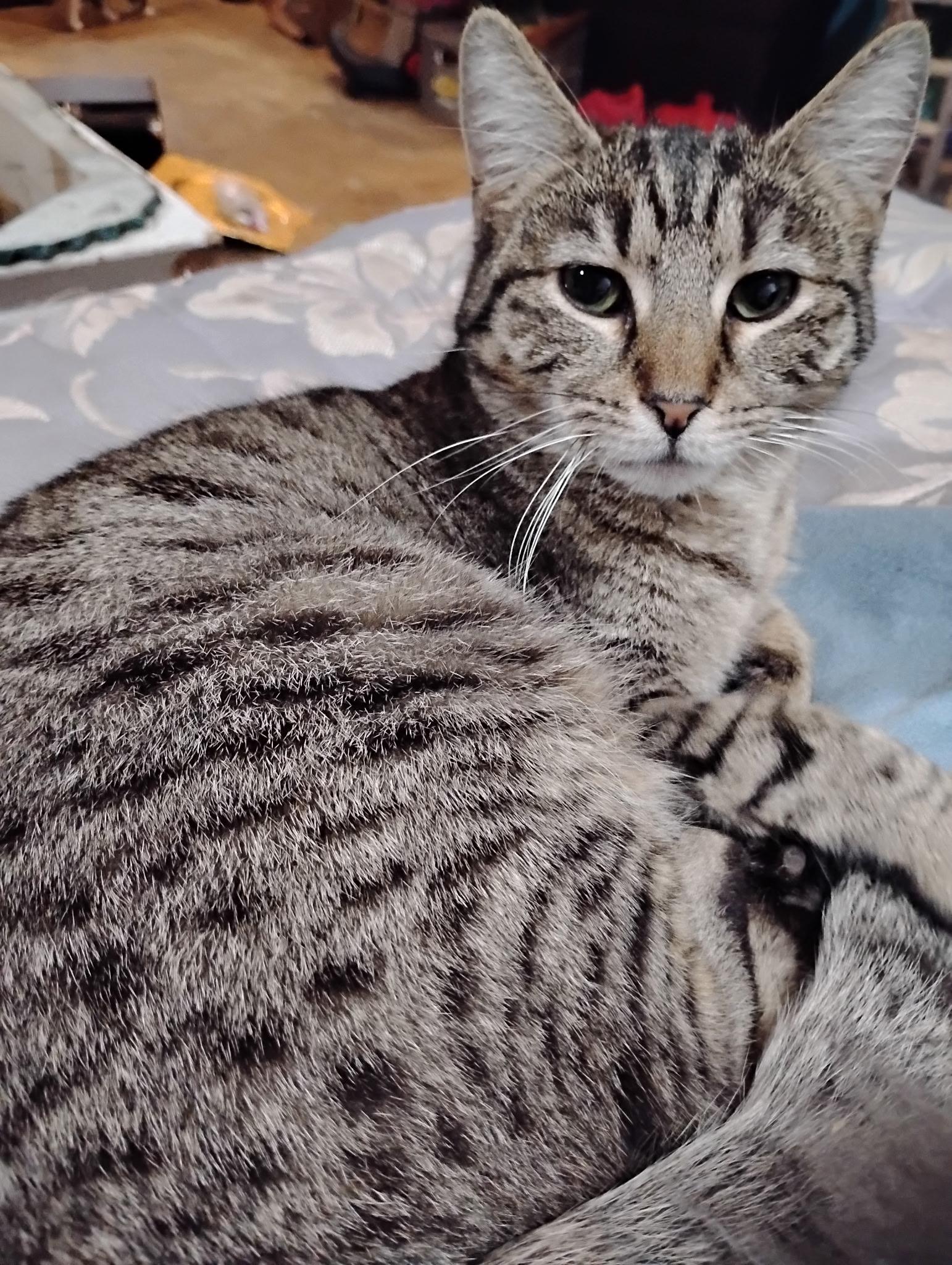 Holly, ADOPTABLE, Young Female Tabby.