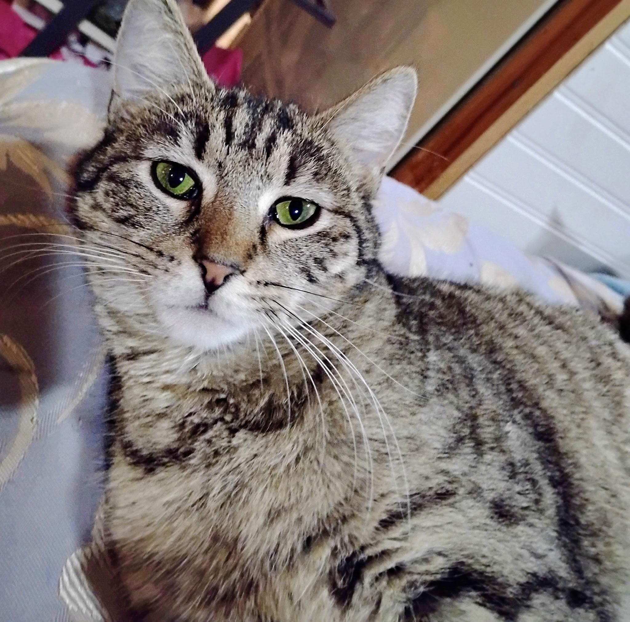 Holly, ADOPTABLE, Young Female Tabby.