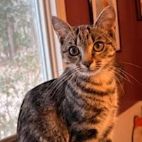 Enlarge Sweet Pea, an adopted Tabby in Southern Pines, NC image 1/1