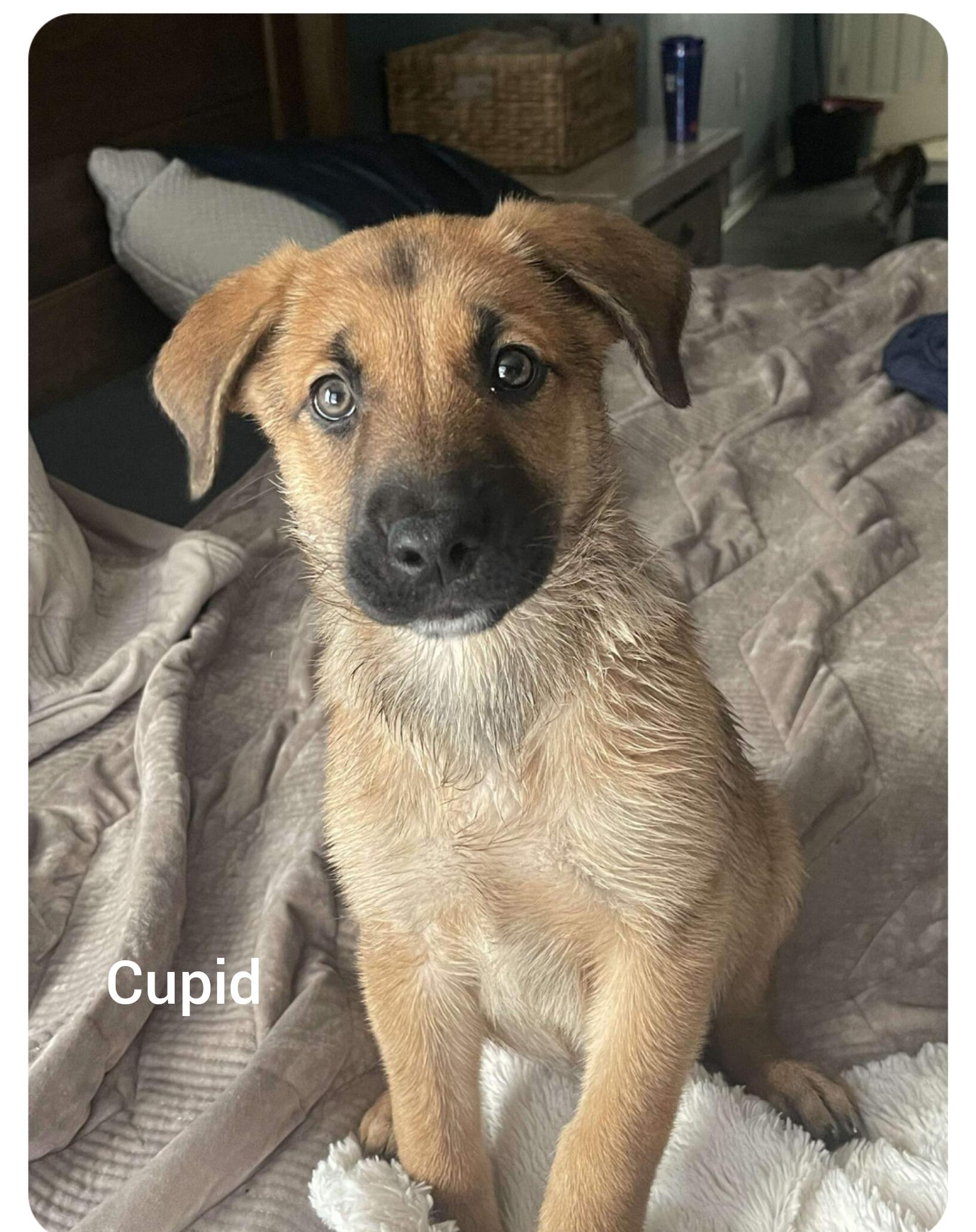 Cupid  ( Orlando Fl) Valentine Litter , adopted, Puppy Female German Shepherd Dog.