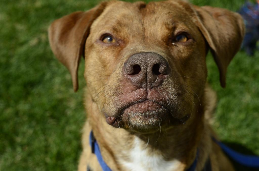 Copper, Adoptable, Adult Male Mixed Breed.